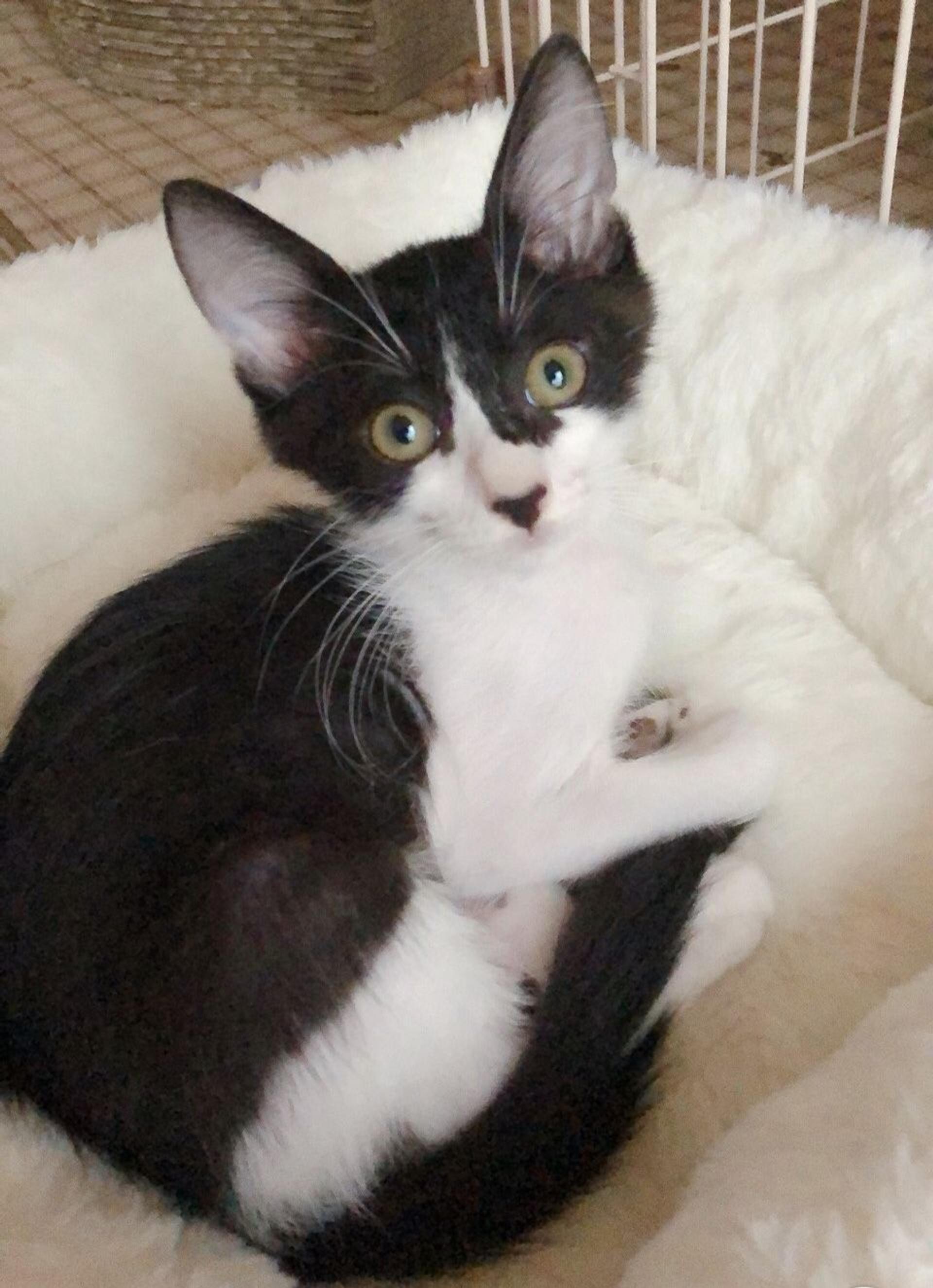 pet-image-5