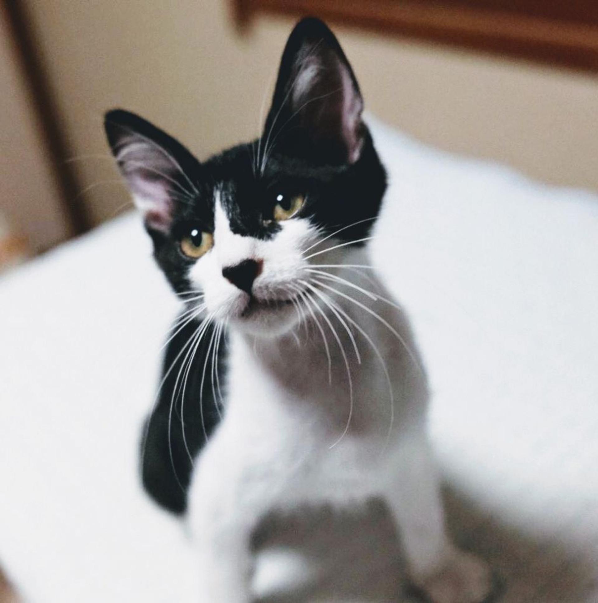 pet-image-3