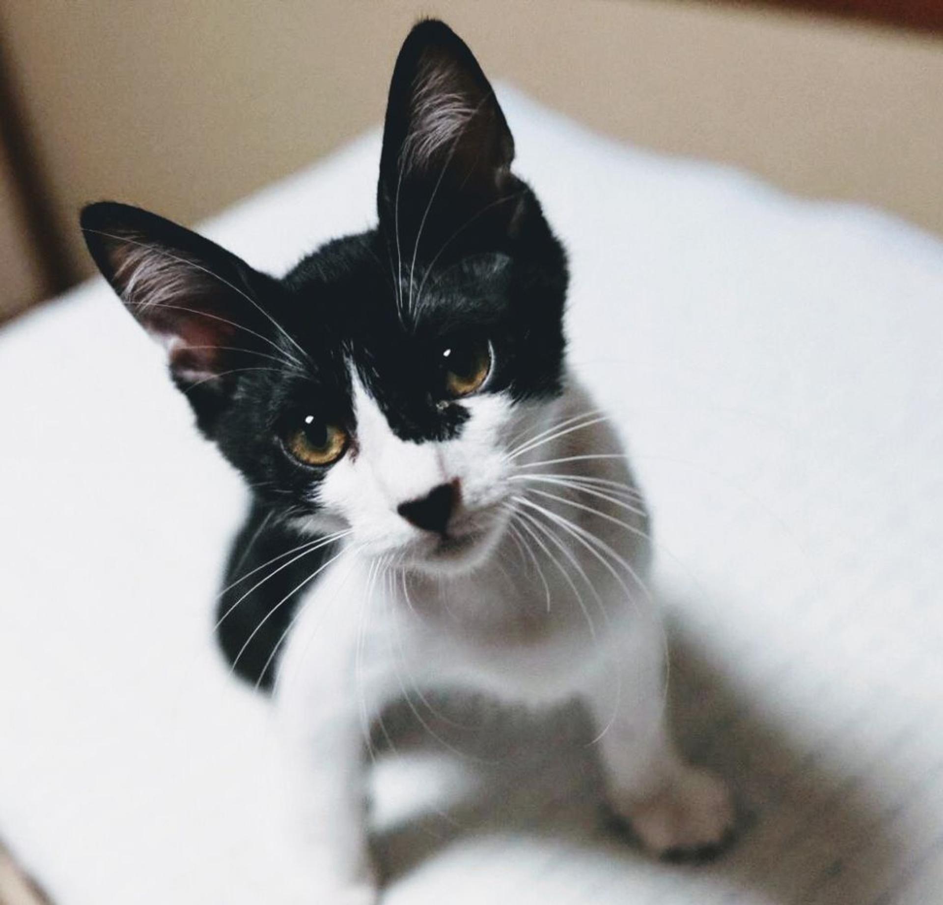 pet-image-6