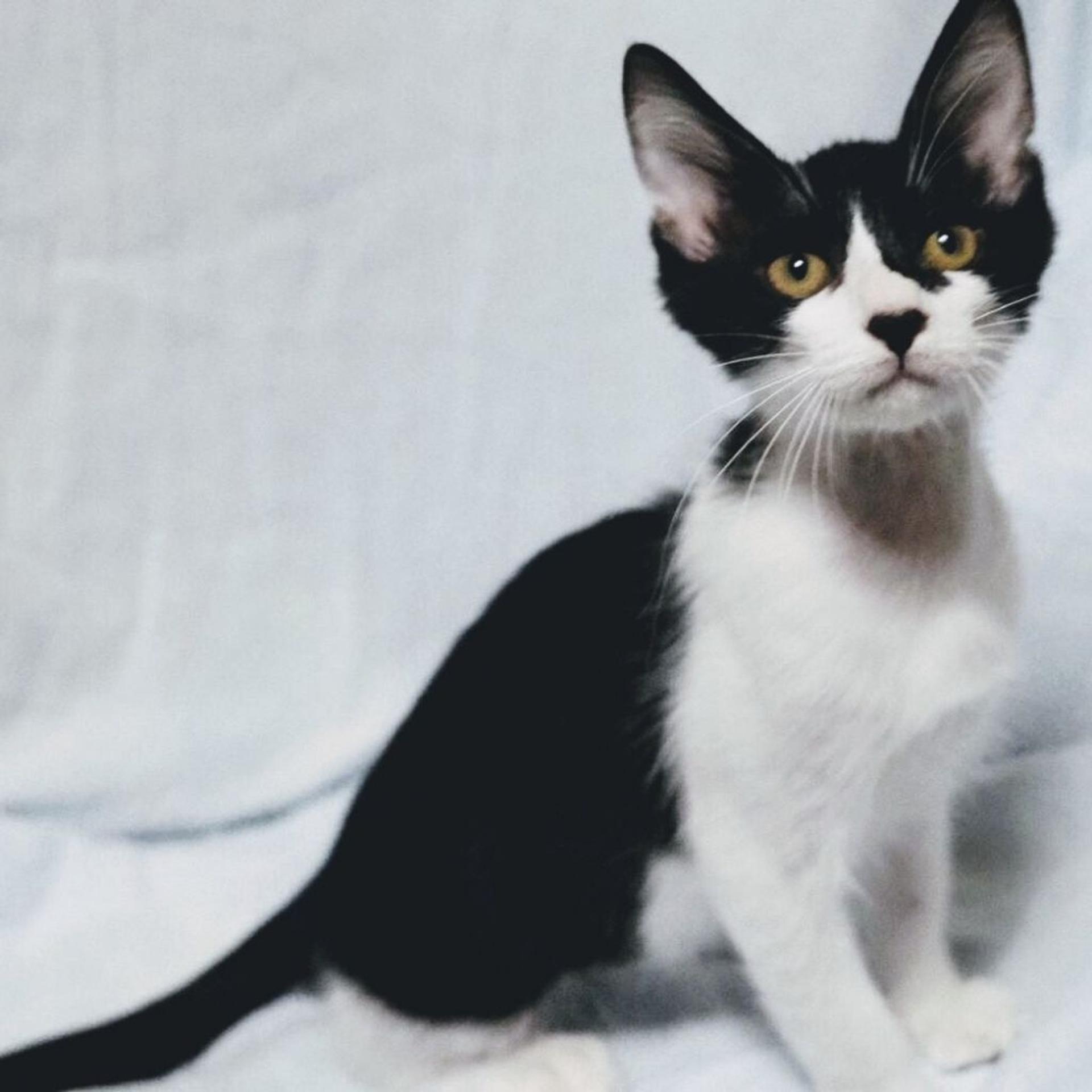 pet-image-9