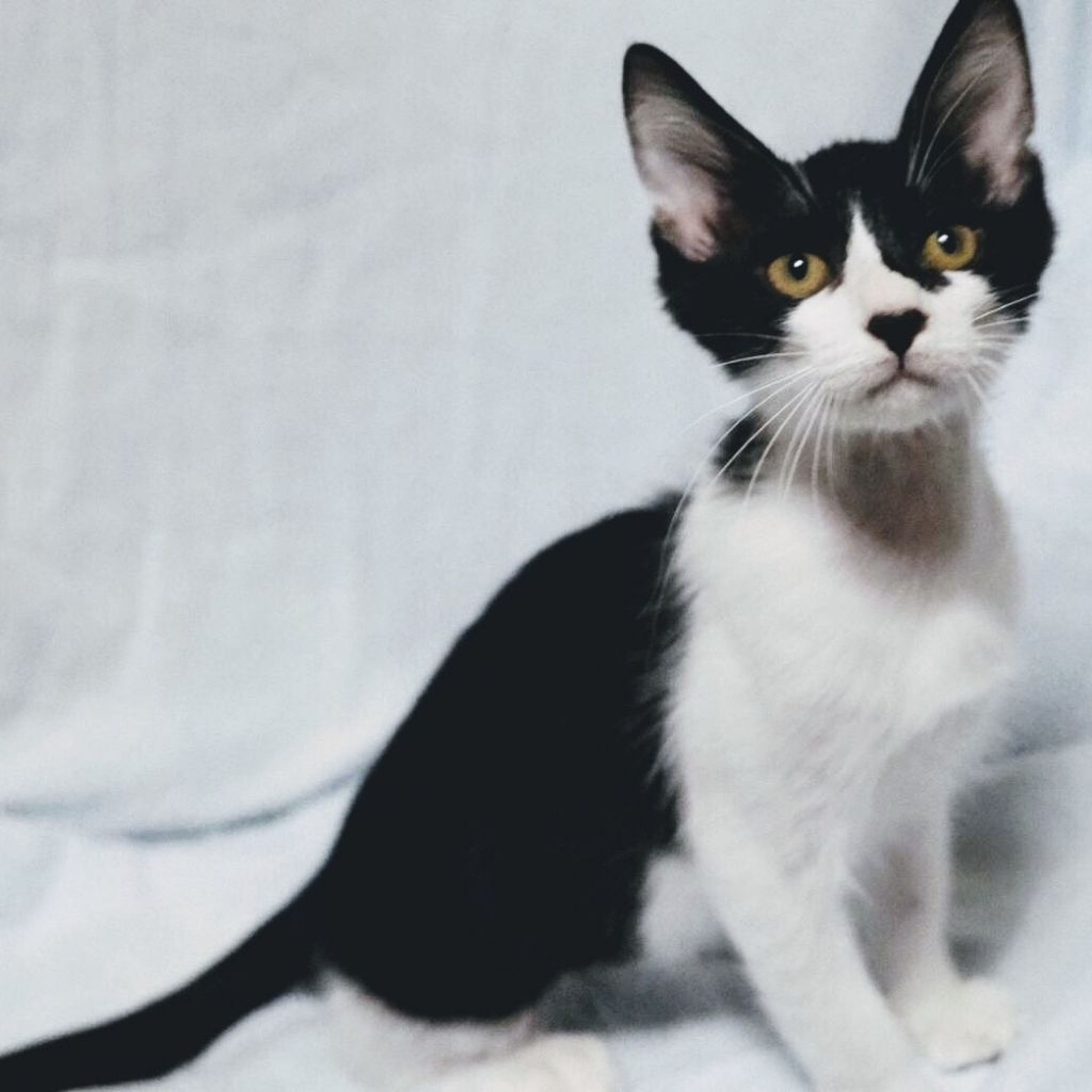 pet-image-9