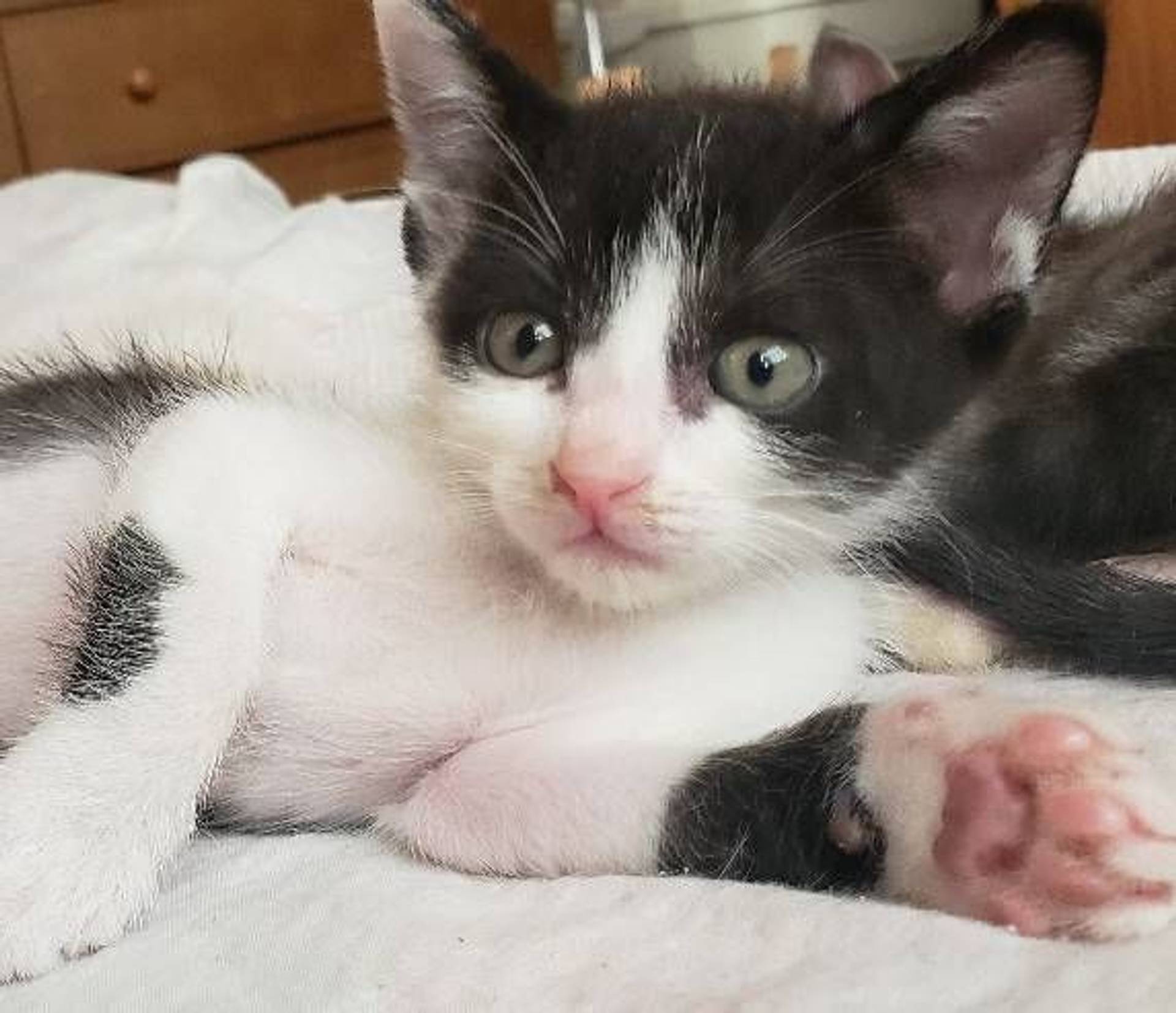 雑種（ミックス猫）・オスの里親募集の写真