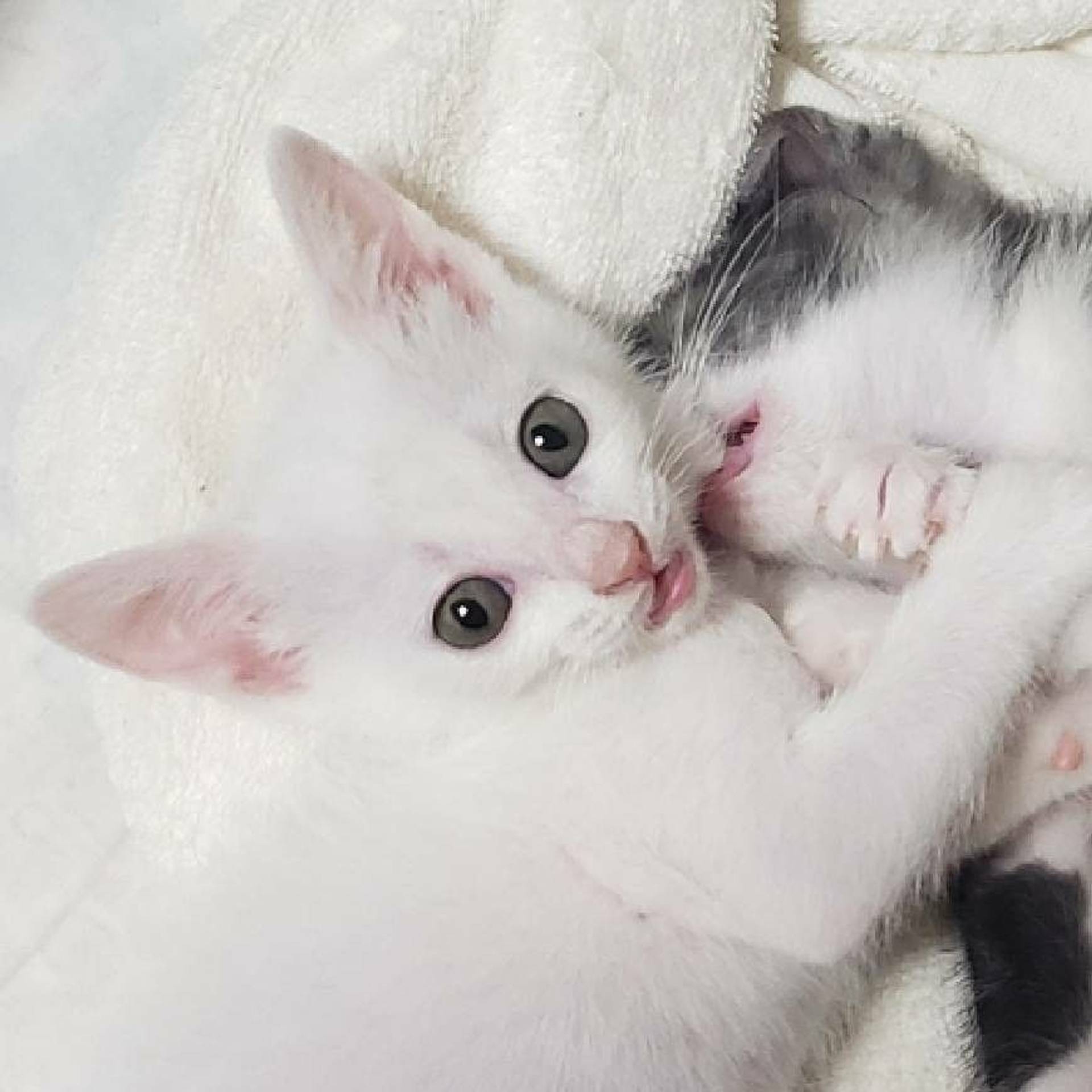 雑種（ミックス猫）・メスの里親募集の写真