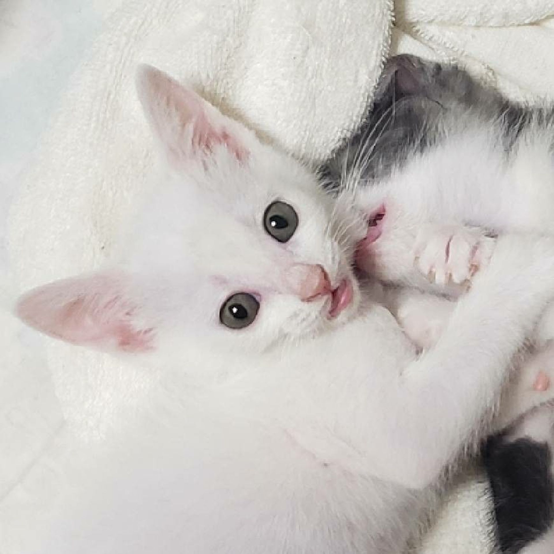 雑種（ミックス猫）・メスの里親募集の写真