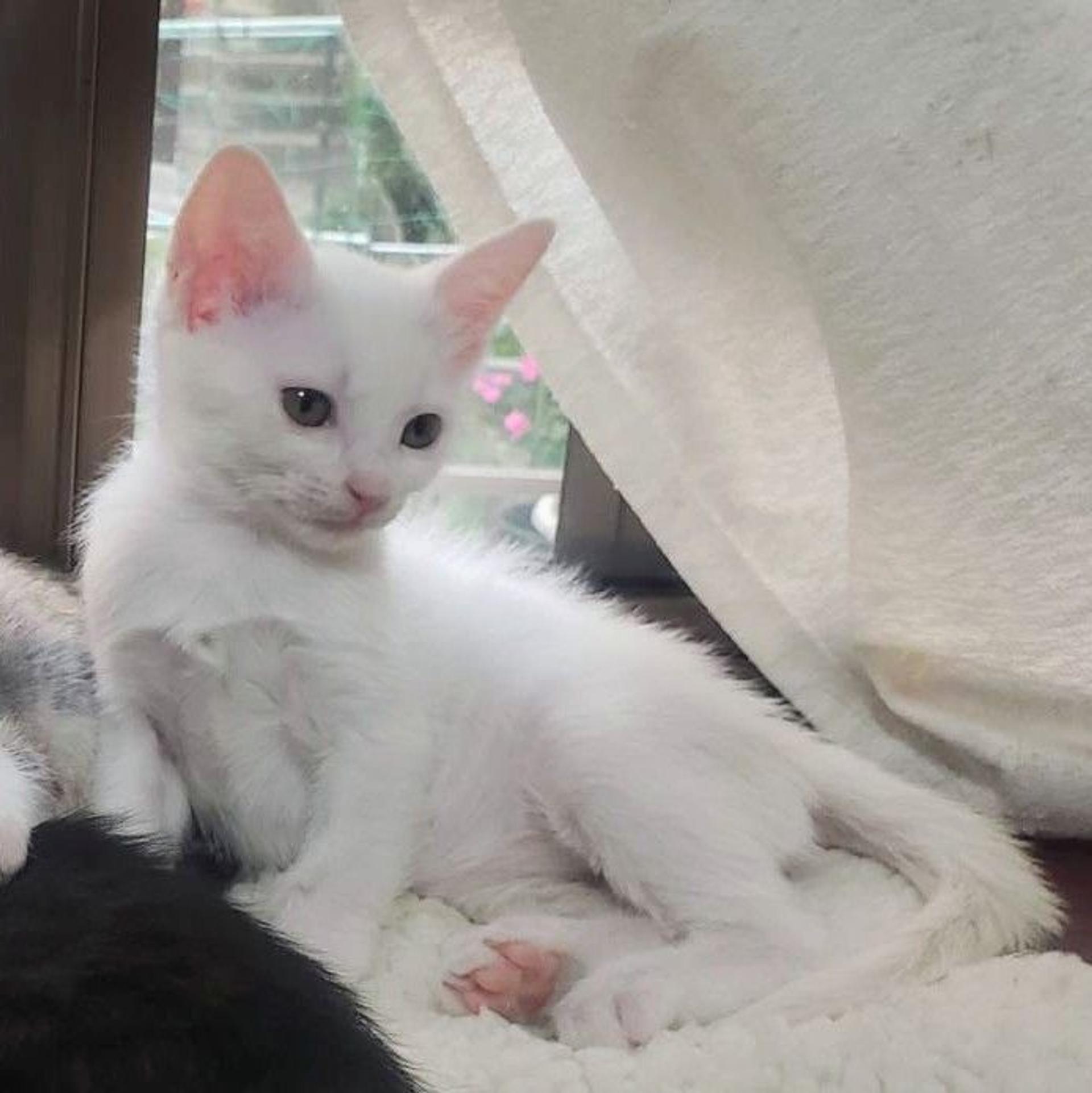 pet-image-3