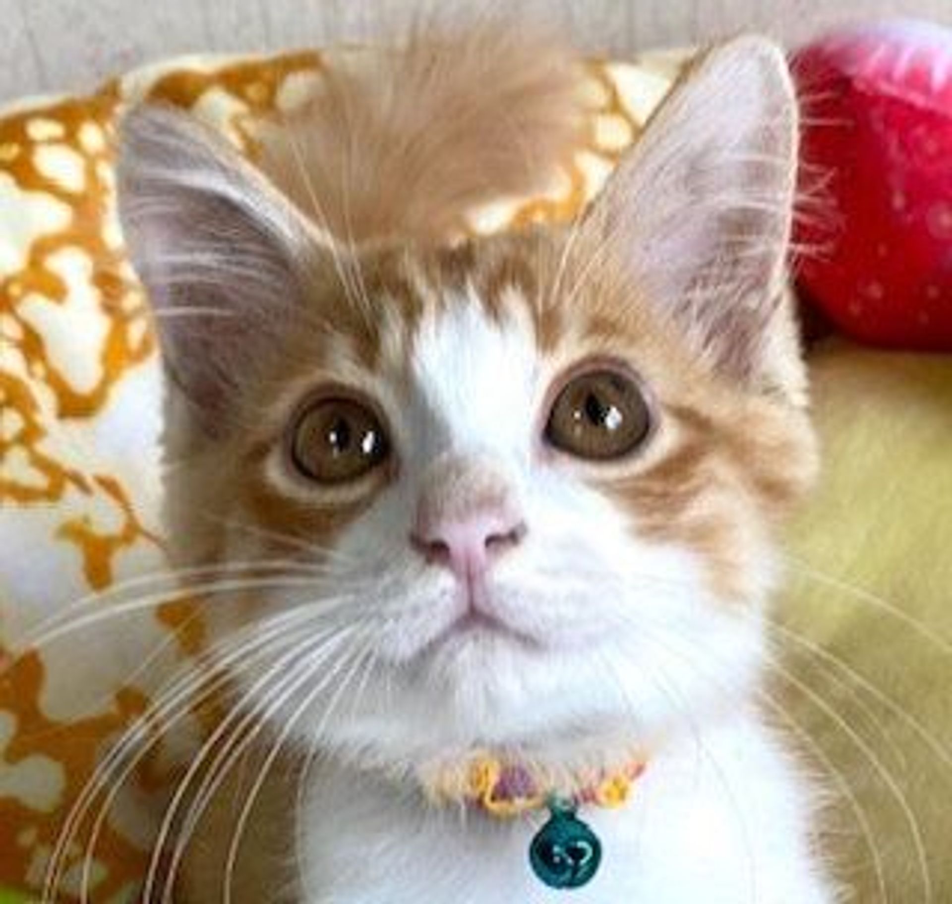 雑種（ミックス猫）・オスの里親募集の写真