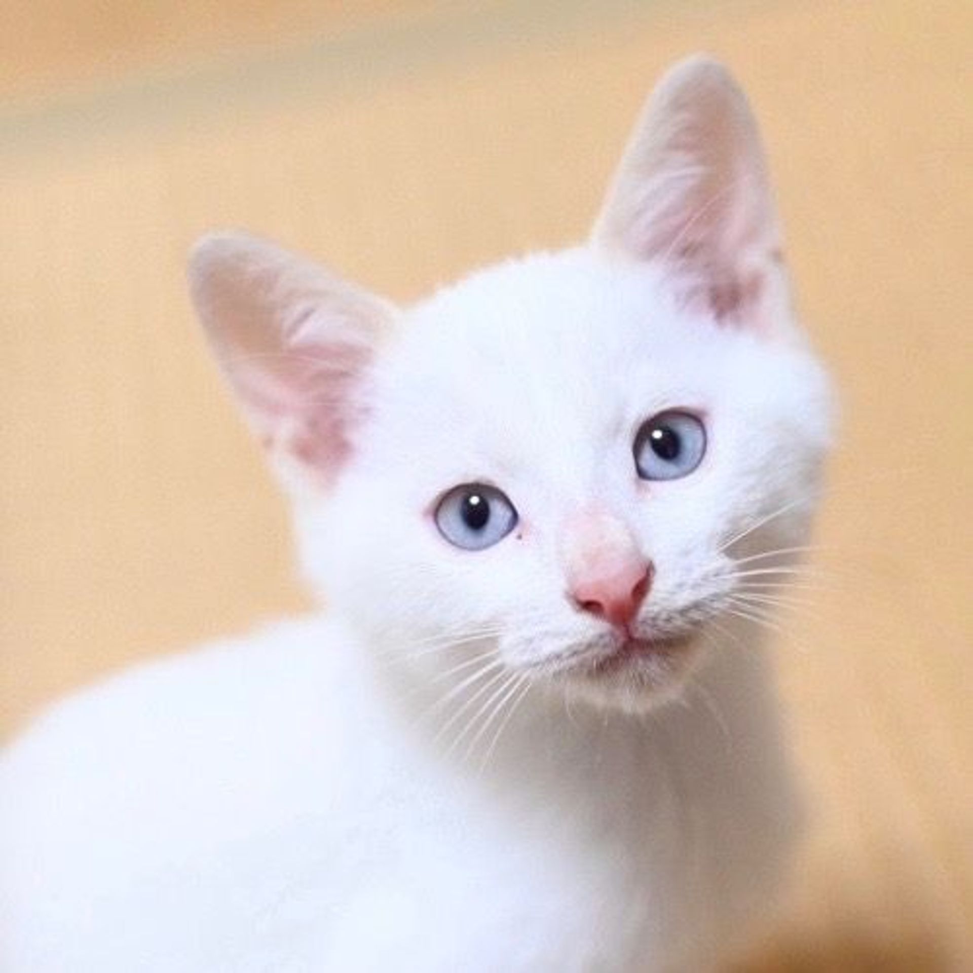雑種（ミックス猫）・オスの里親募集の写真