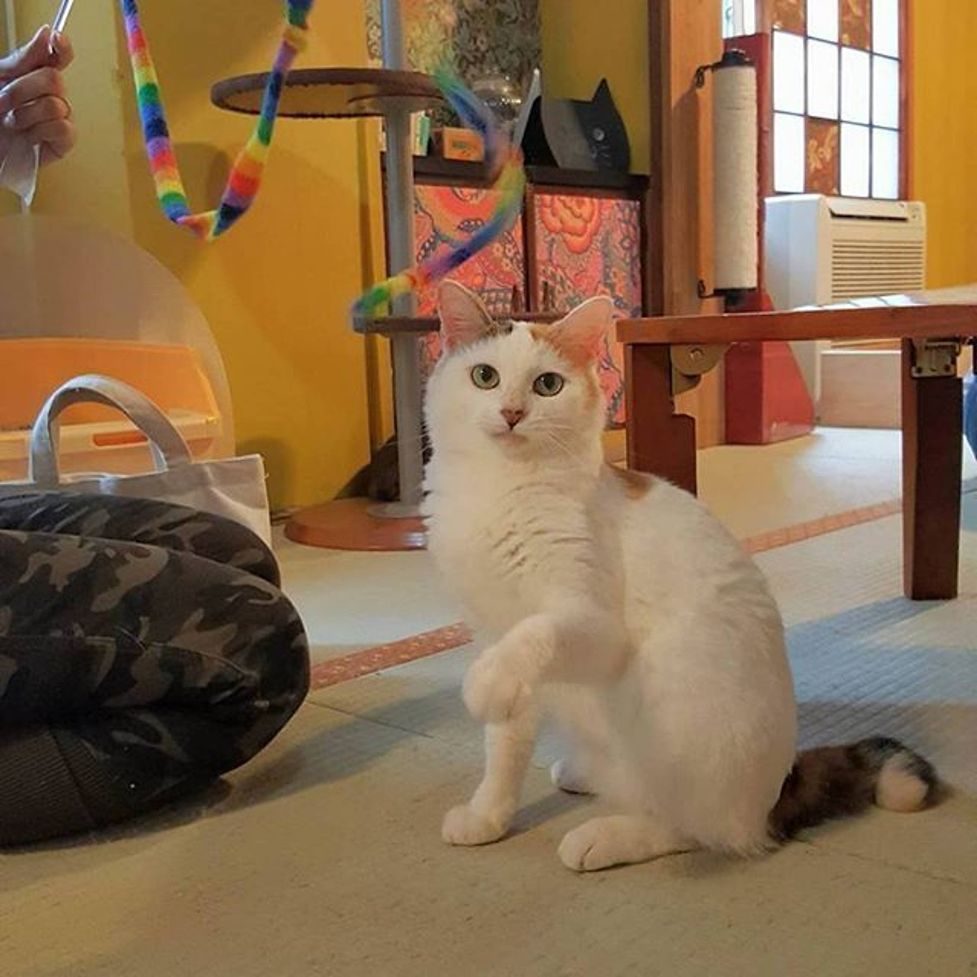 雑種（ミックス猫）・メスの里親募集の写真