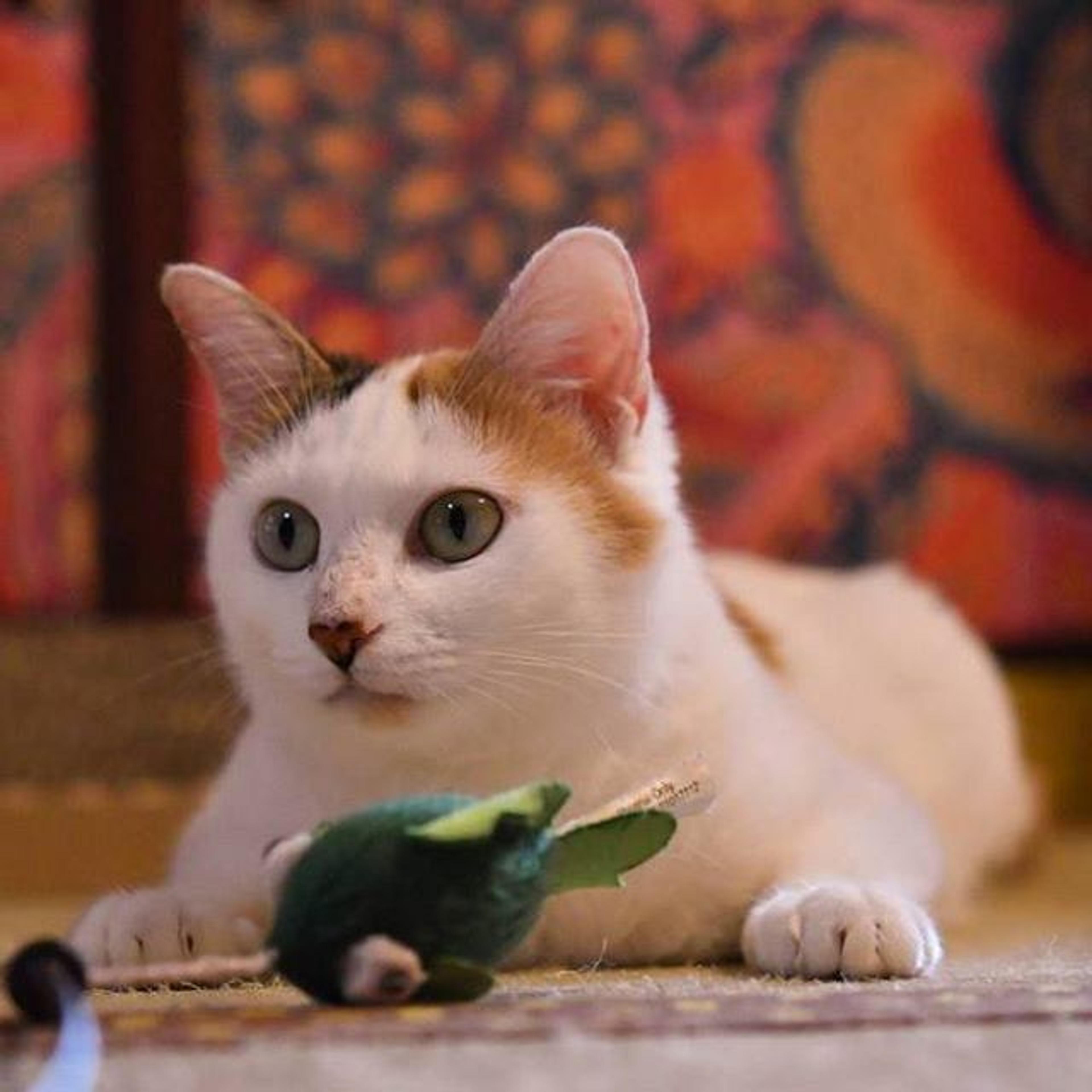 pet-image-3