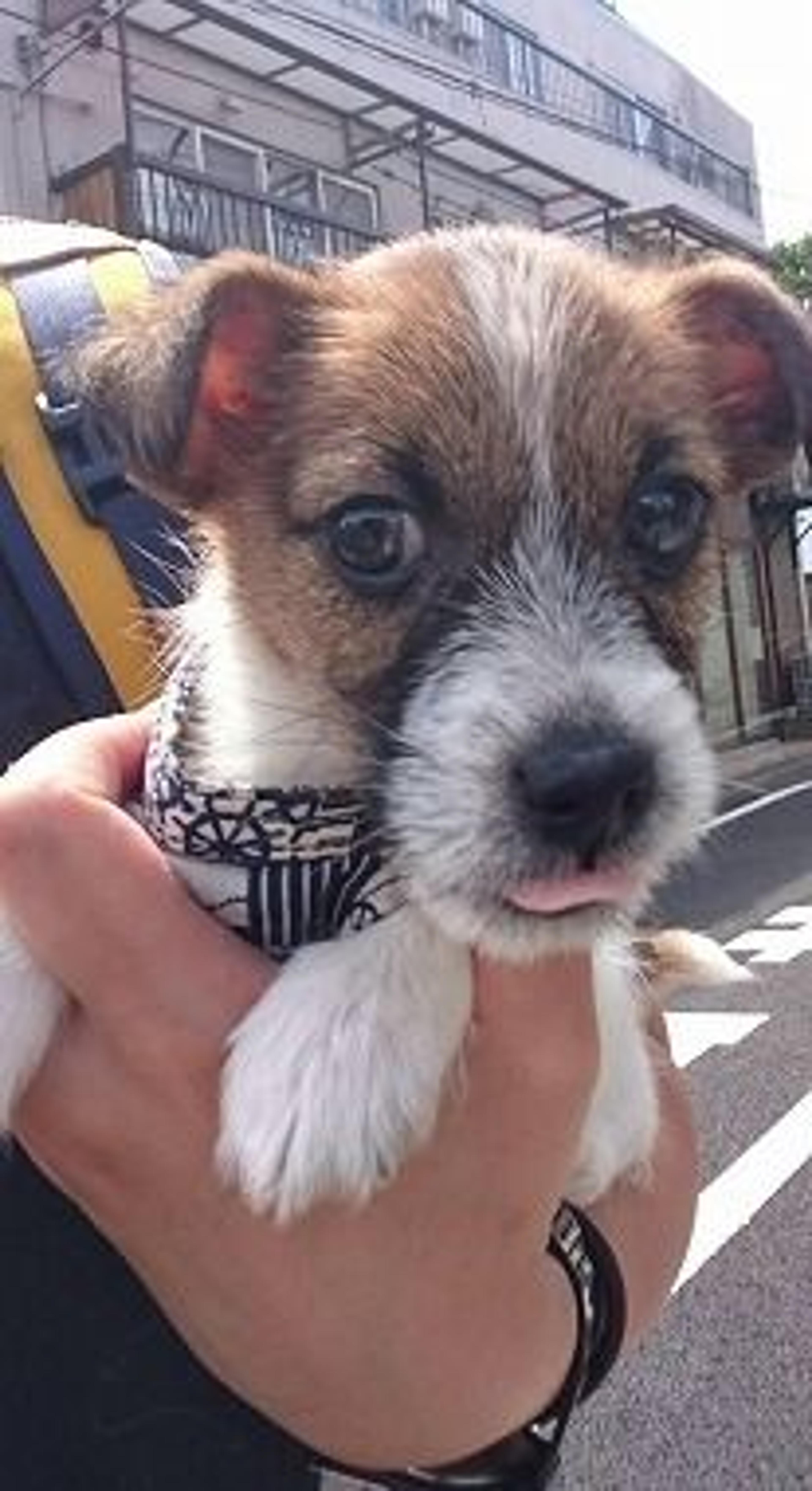 pet-image-3