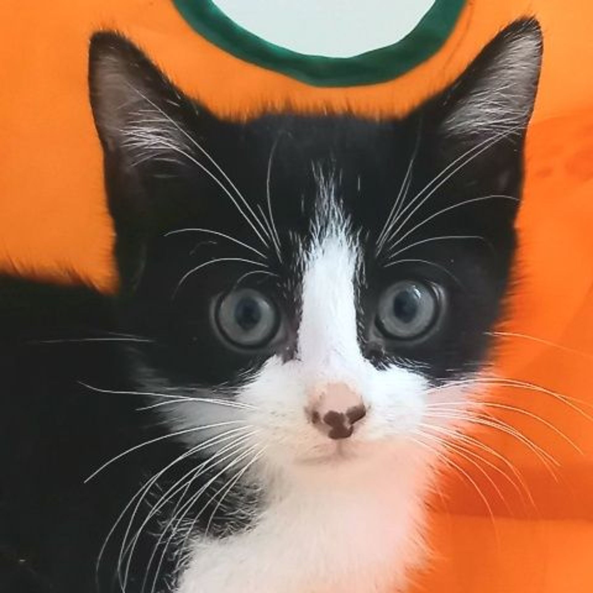 雑種（ミックス猫）・オスの里親募集の写真