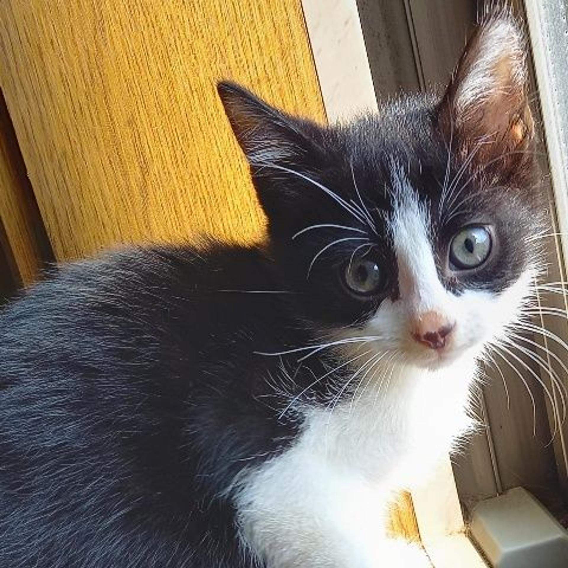 pet-image-2