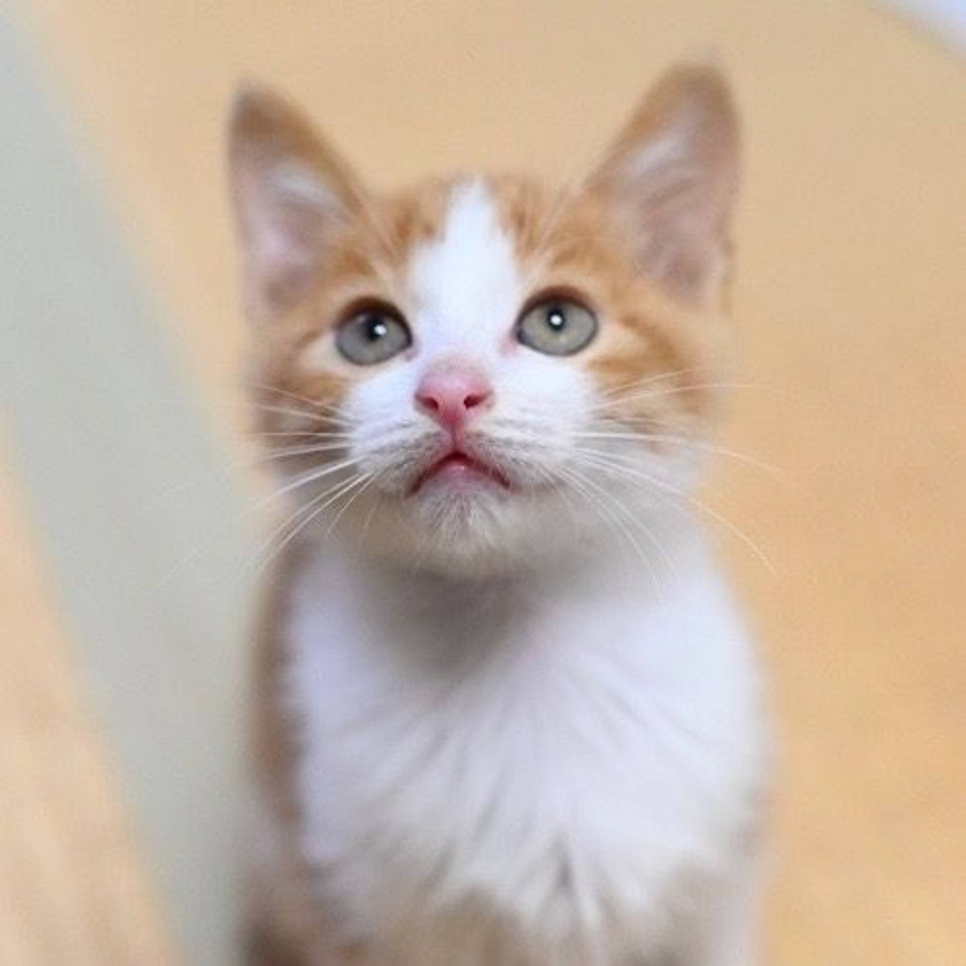 雑種（ミックス猫）・オスの里親募集の写真