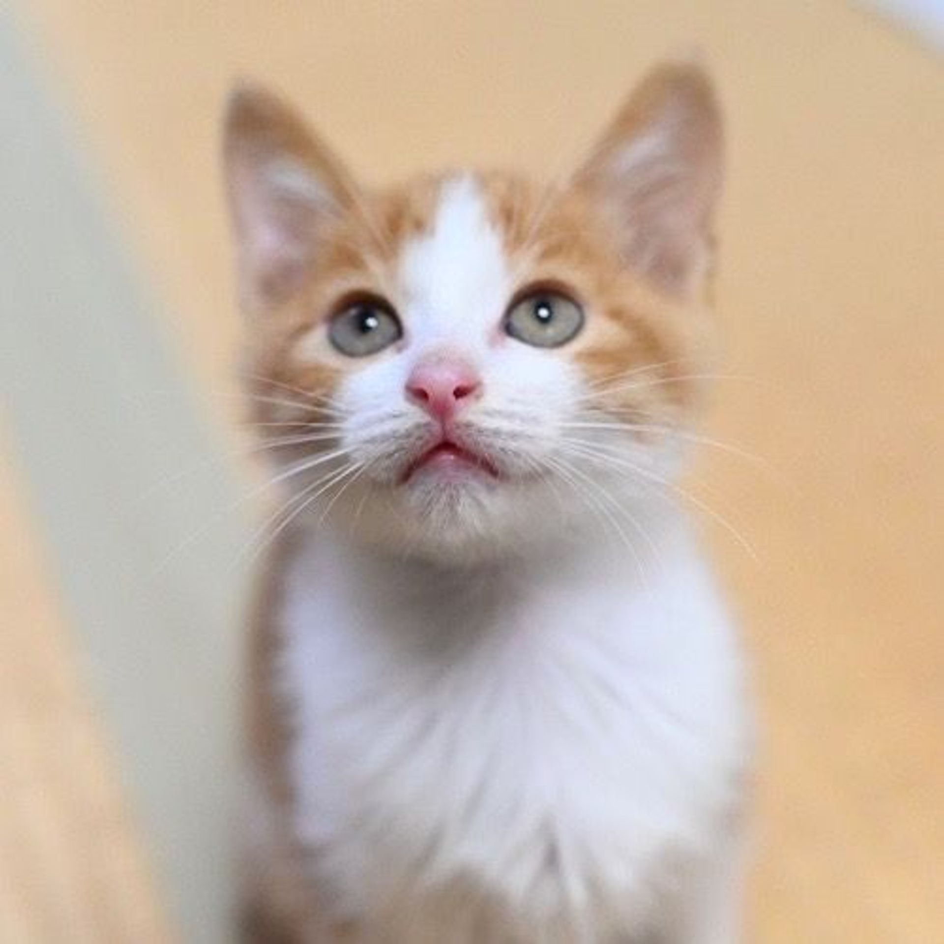 雑種（ミックス猫）・オスの里親募集の写真