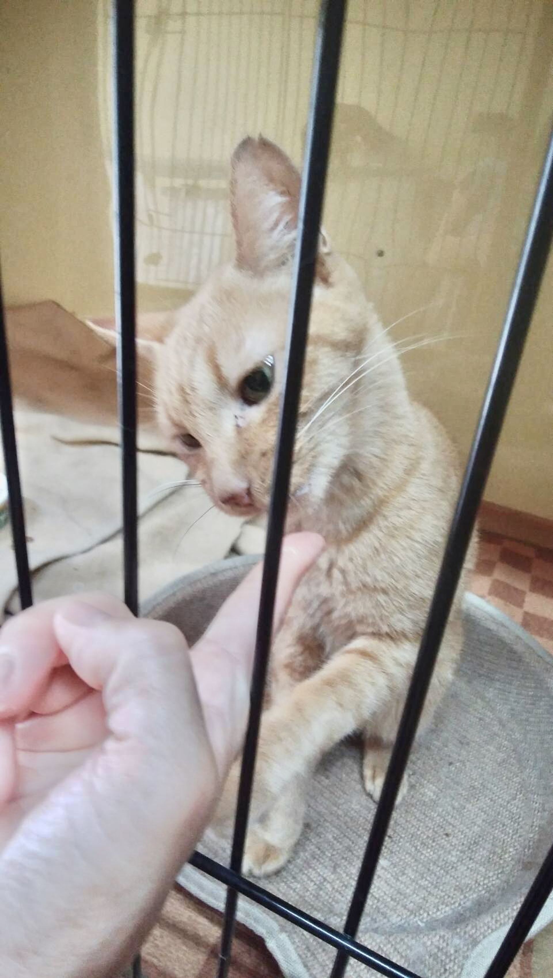 雑種（ミックス猫）・オスの里親募集の写真
