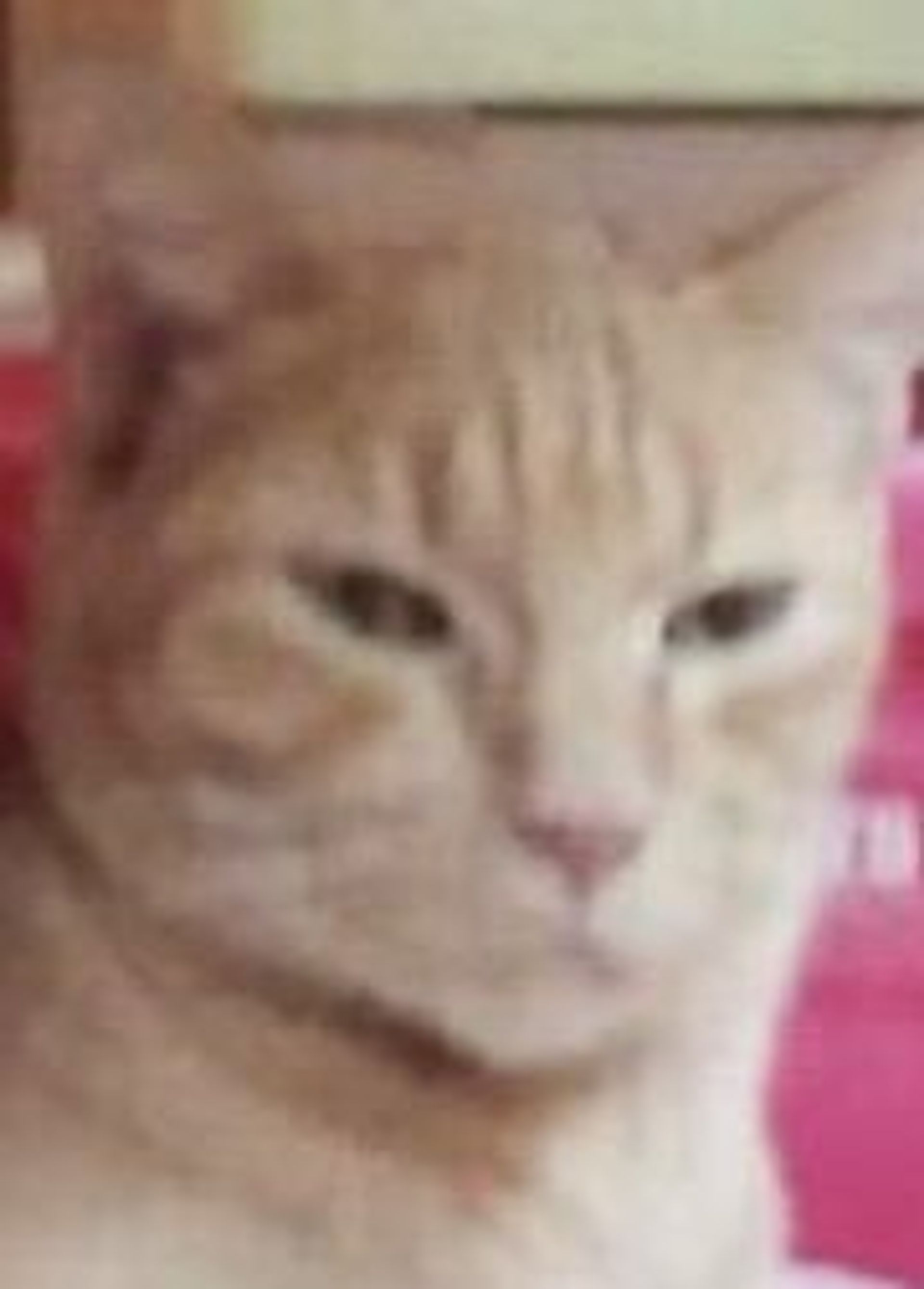 雑種（ミックス猫）・オスの里親募集の写真
