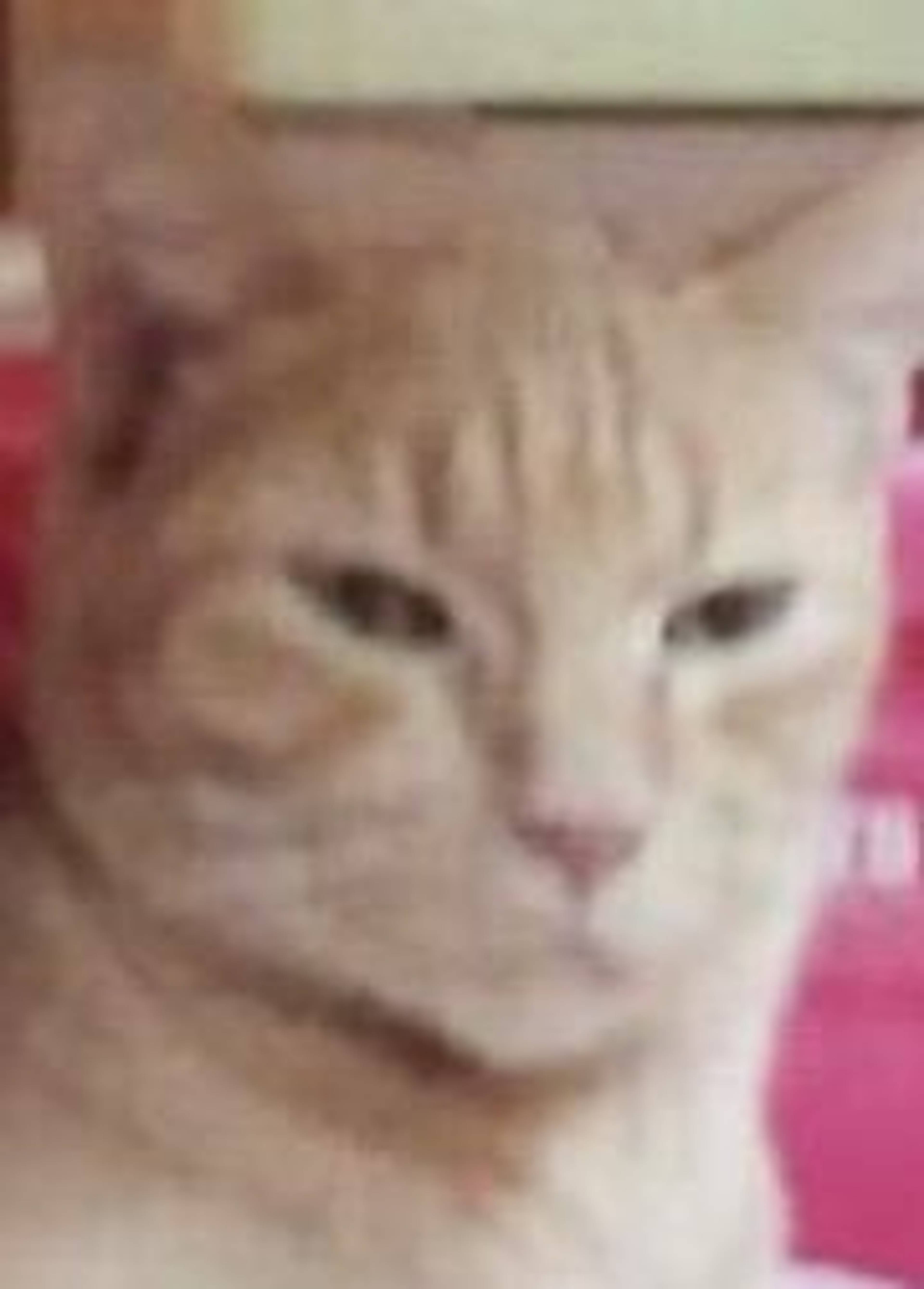 雑種（ミックス猫）・オスの里親募集の写真