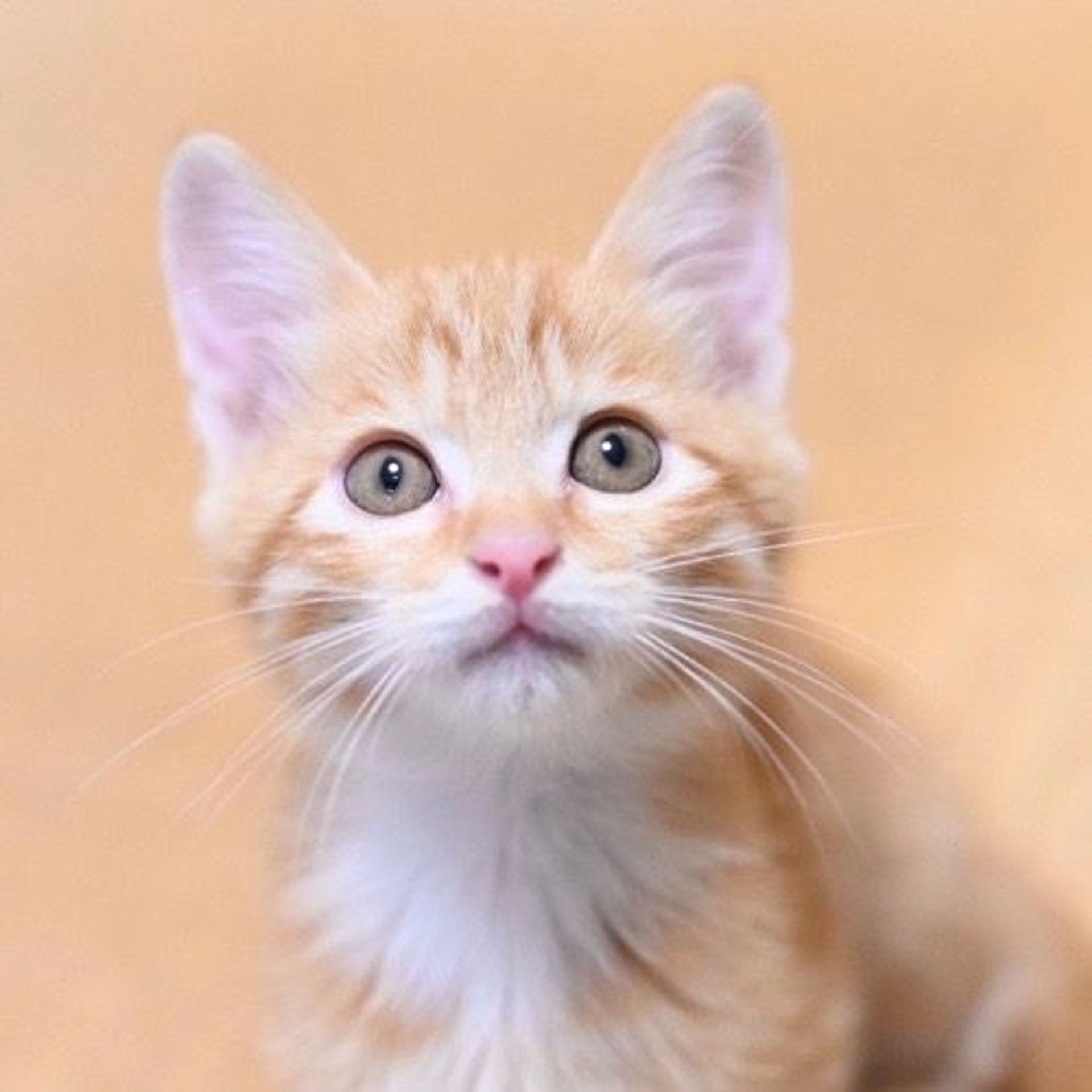 雑種（ミックス猫）・オスの里親募集の写真
