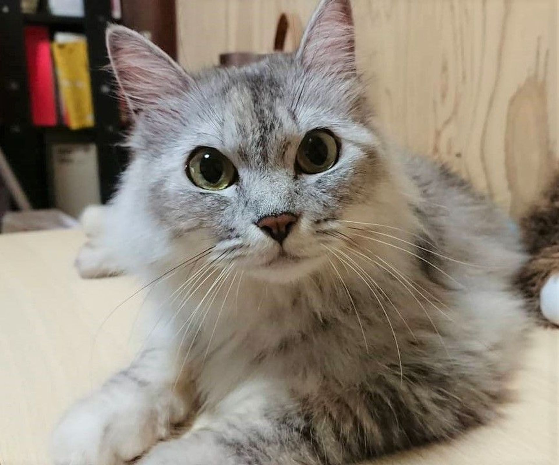 雑種（ミックス猫）・メスの里親募集の写真