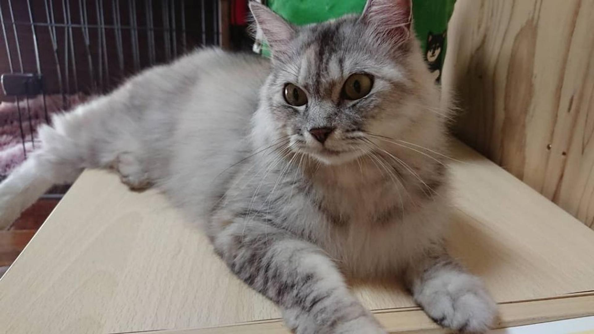 pet-image-2