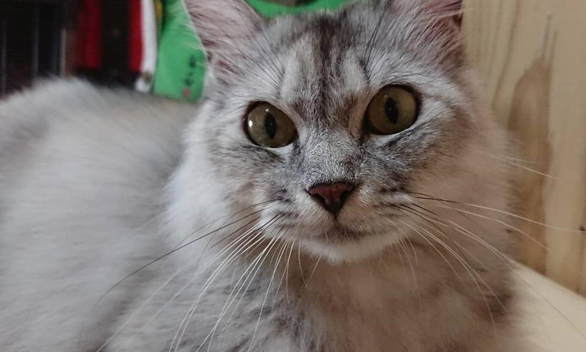 pet-image-3