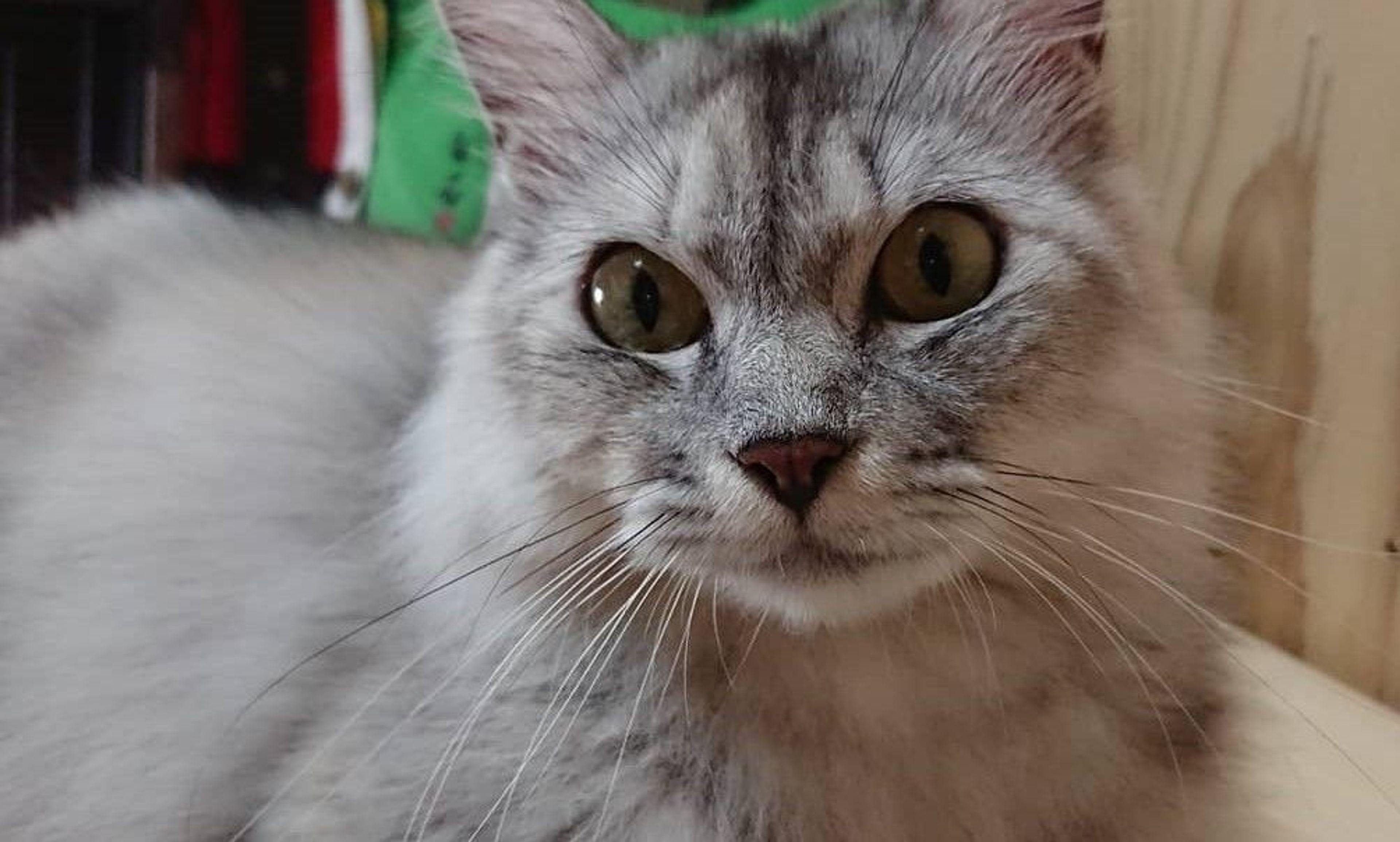 pet-image-3