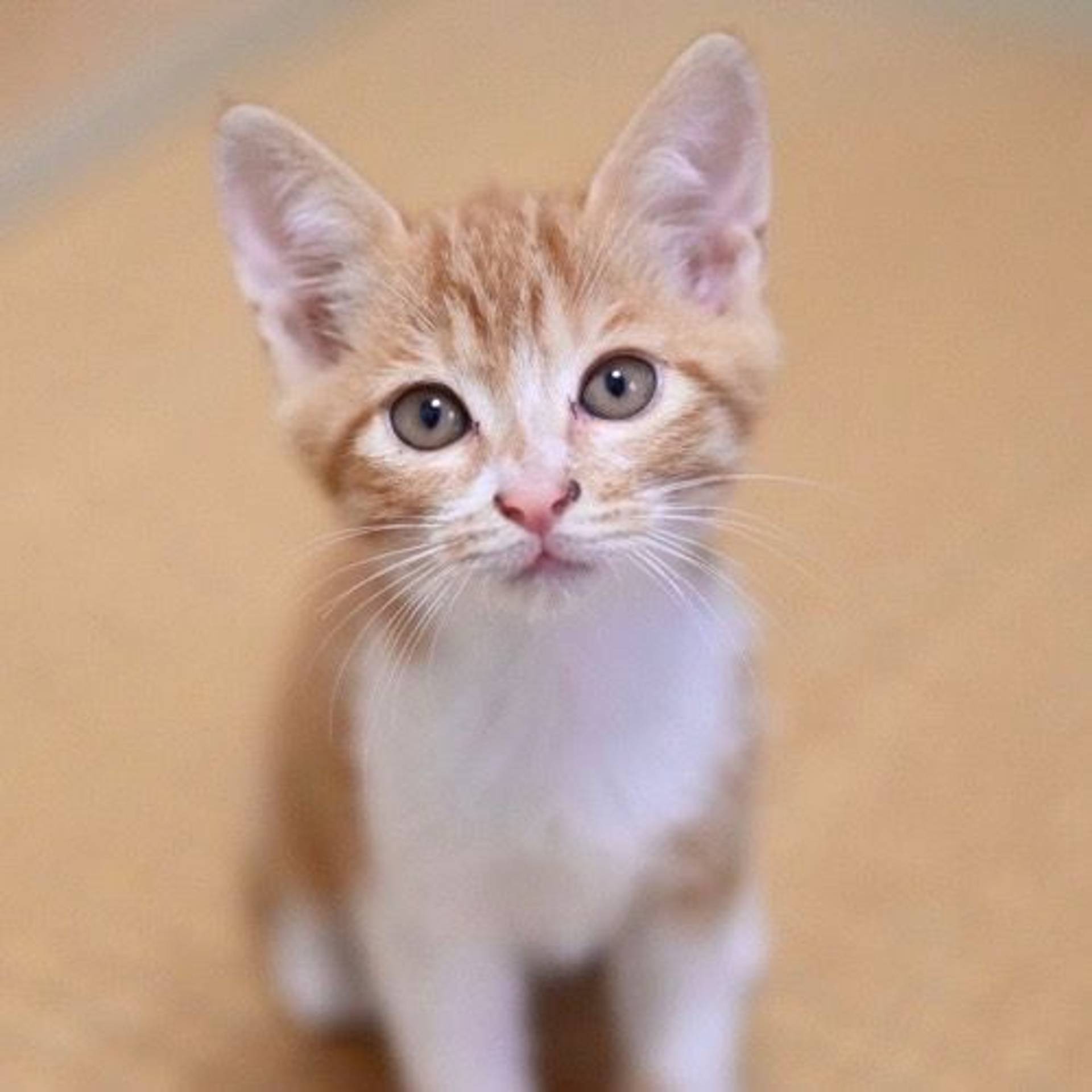 雑種（ミックス猫）・メスの里親募集の写真