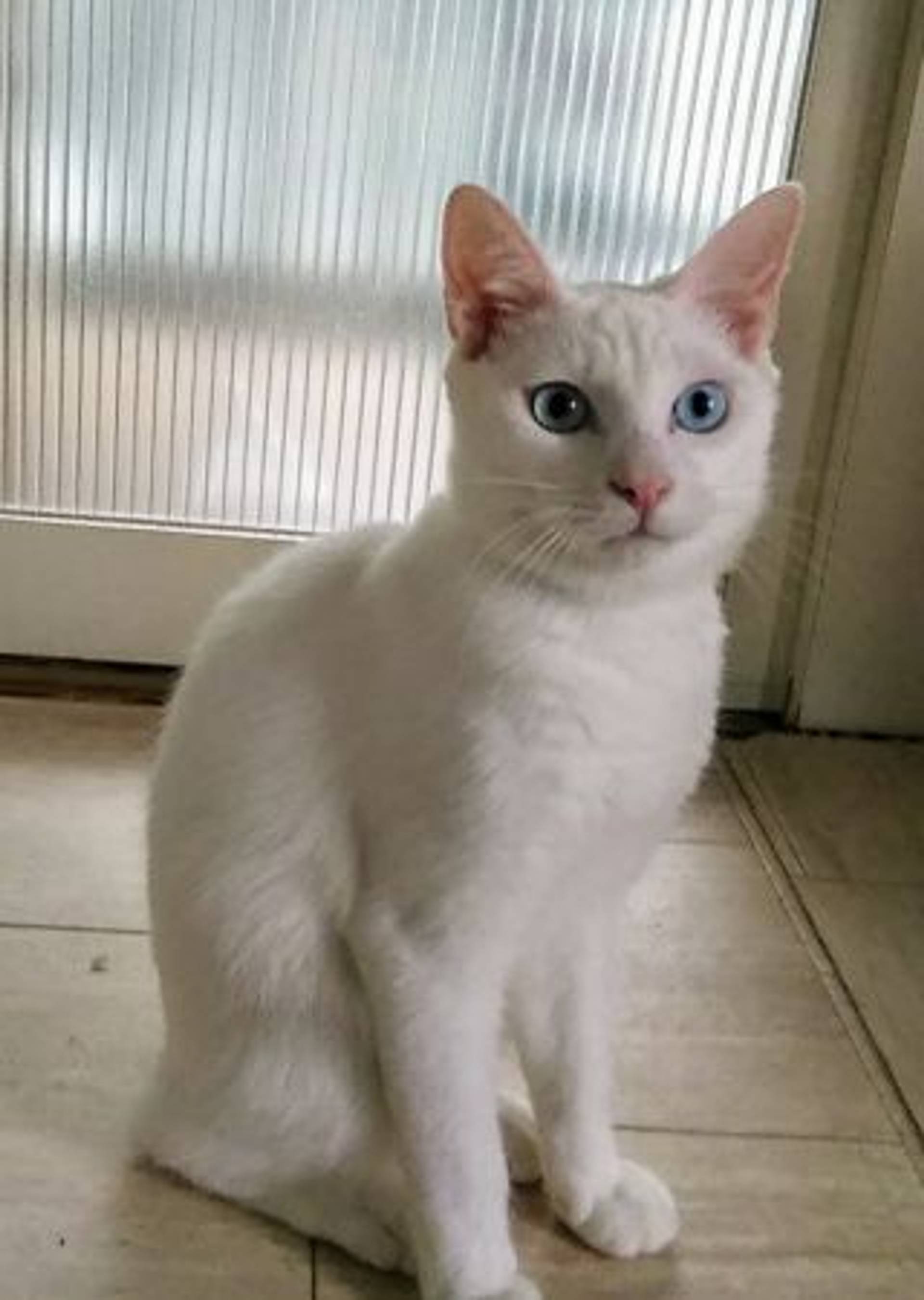 雑種（ミックス猫）・オスの里親募集の写真