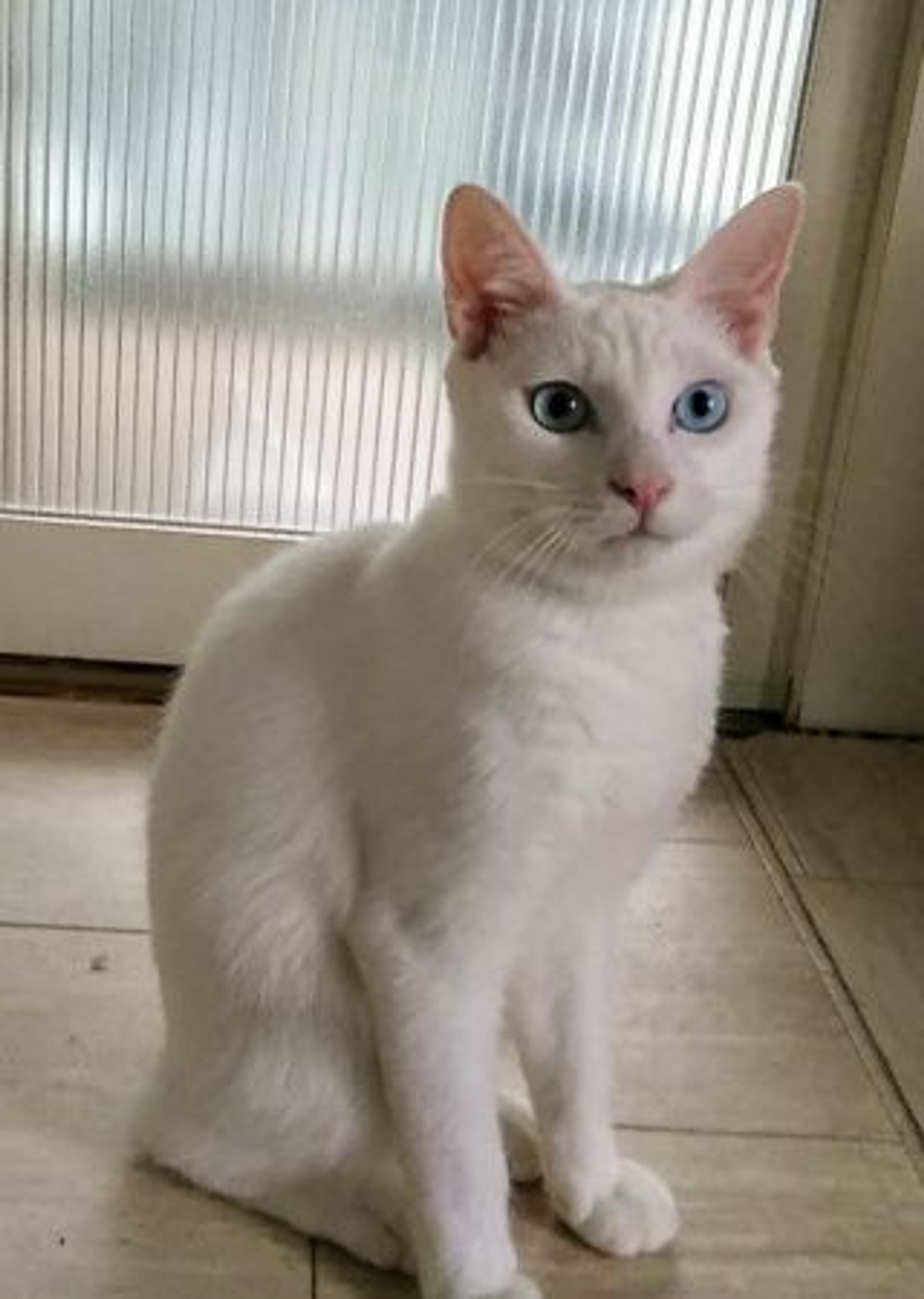 雑種（ミックス猫）・オスの里親募集の写真