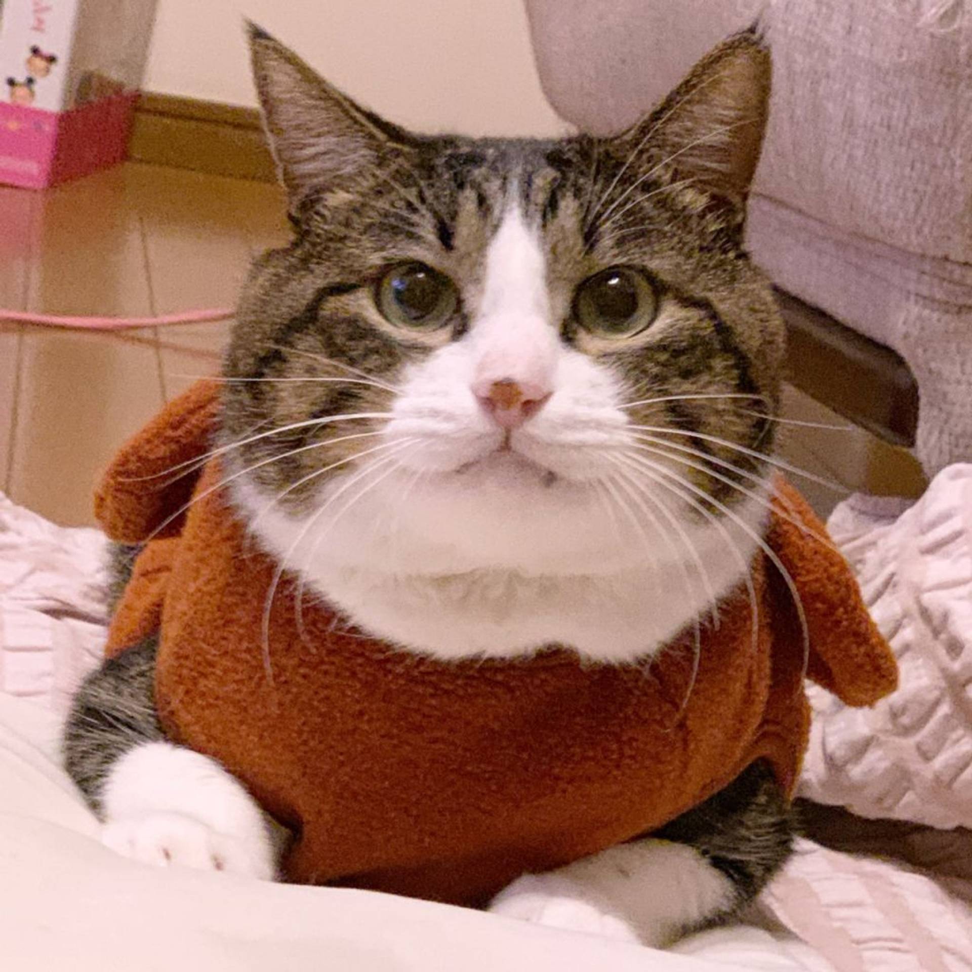 雑種（ミックス猫）・オスの里親募集の写真