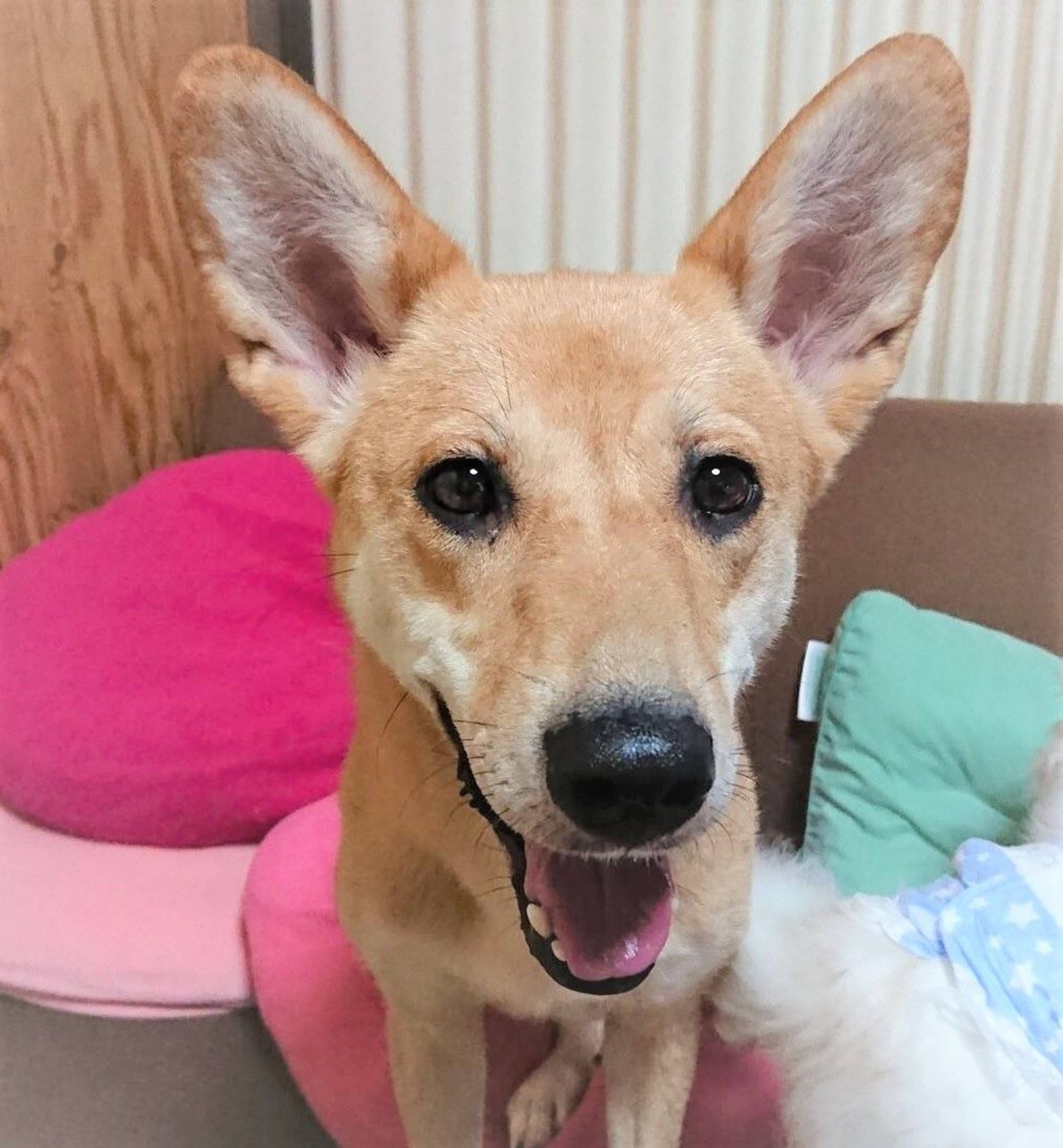 雑種（ミックス犬）・メスの里親募集の写真