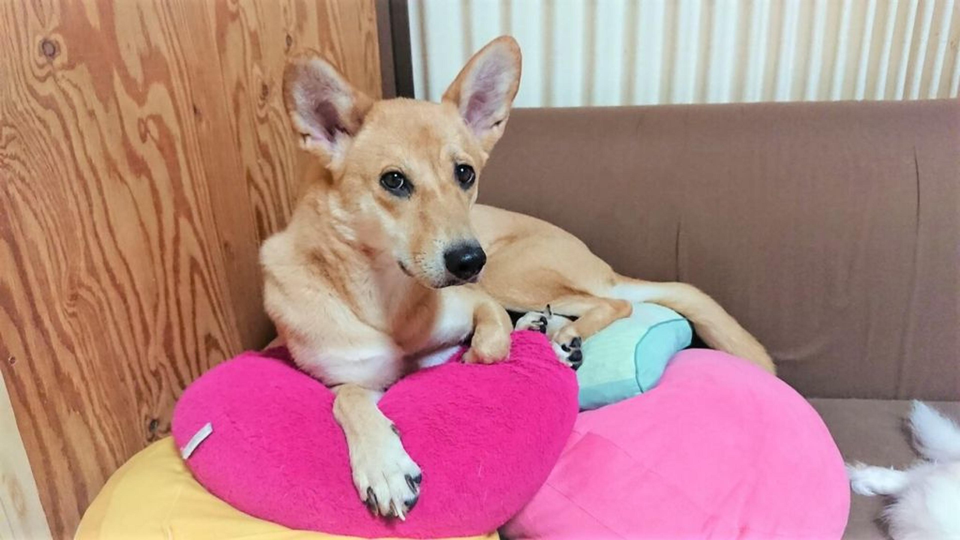pet-image-2