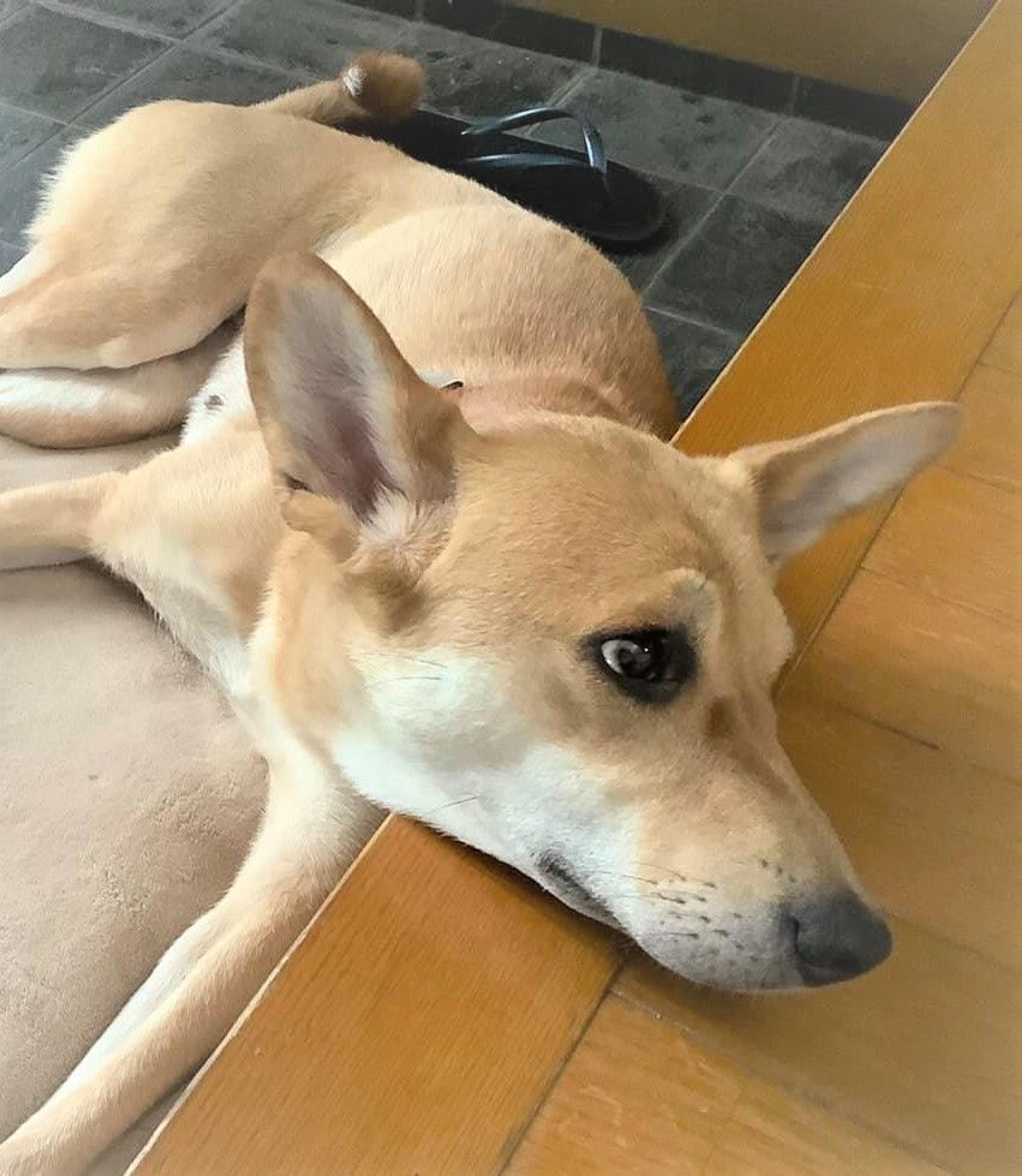 pet-image-3