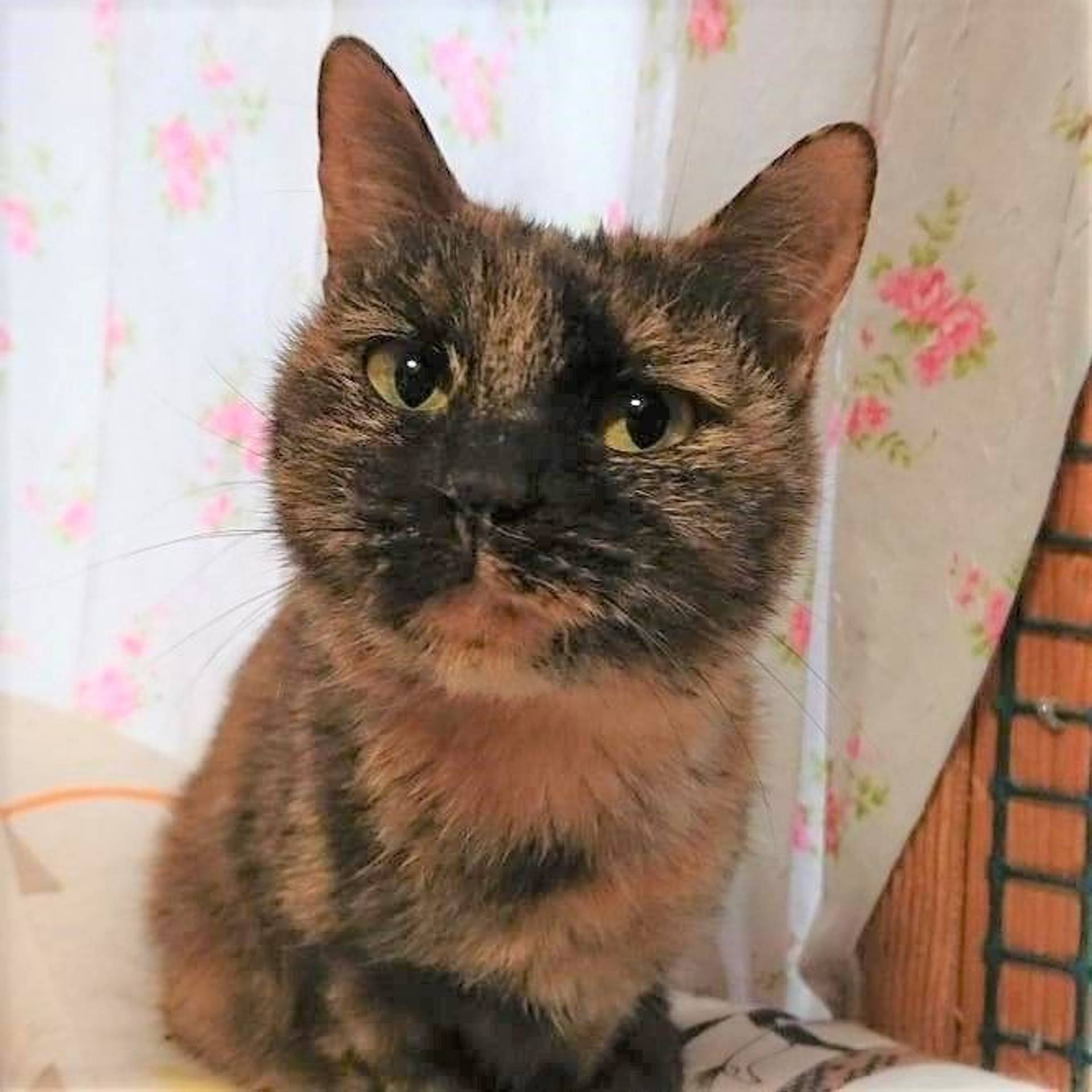 雑種（ミックス猫）・メスの里親募集の写真