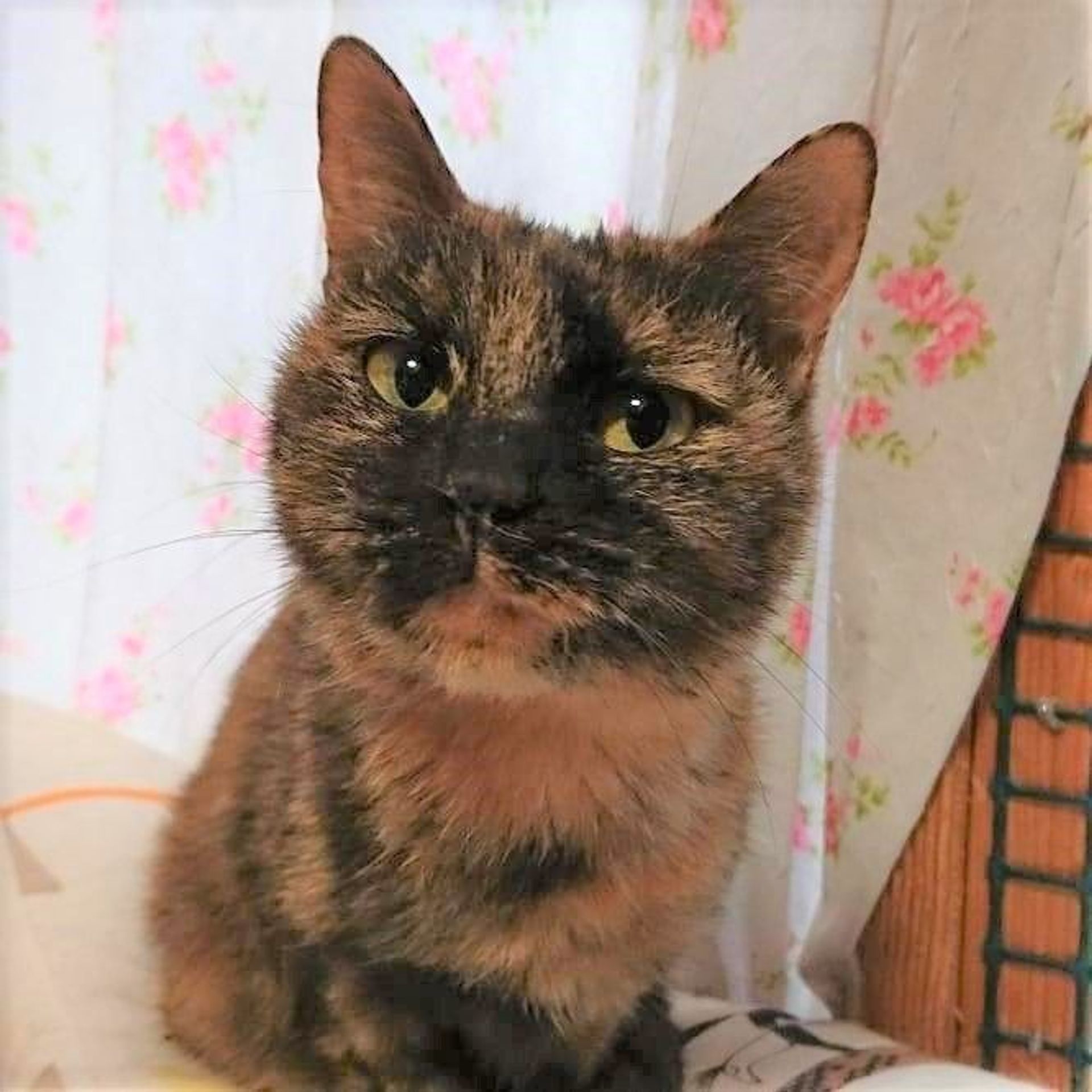 雑種（ミックス猫）・メスの里親募集の写真