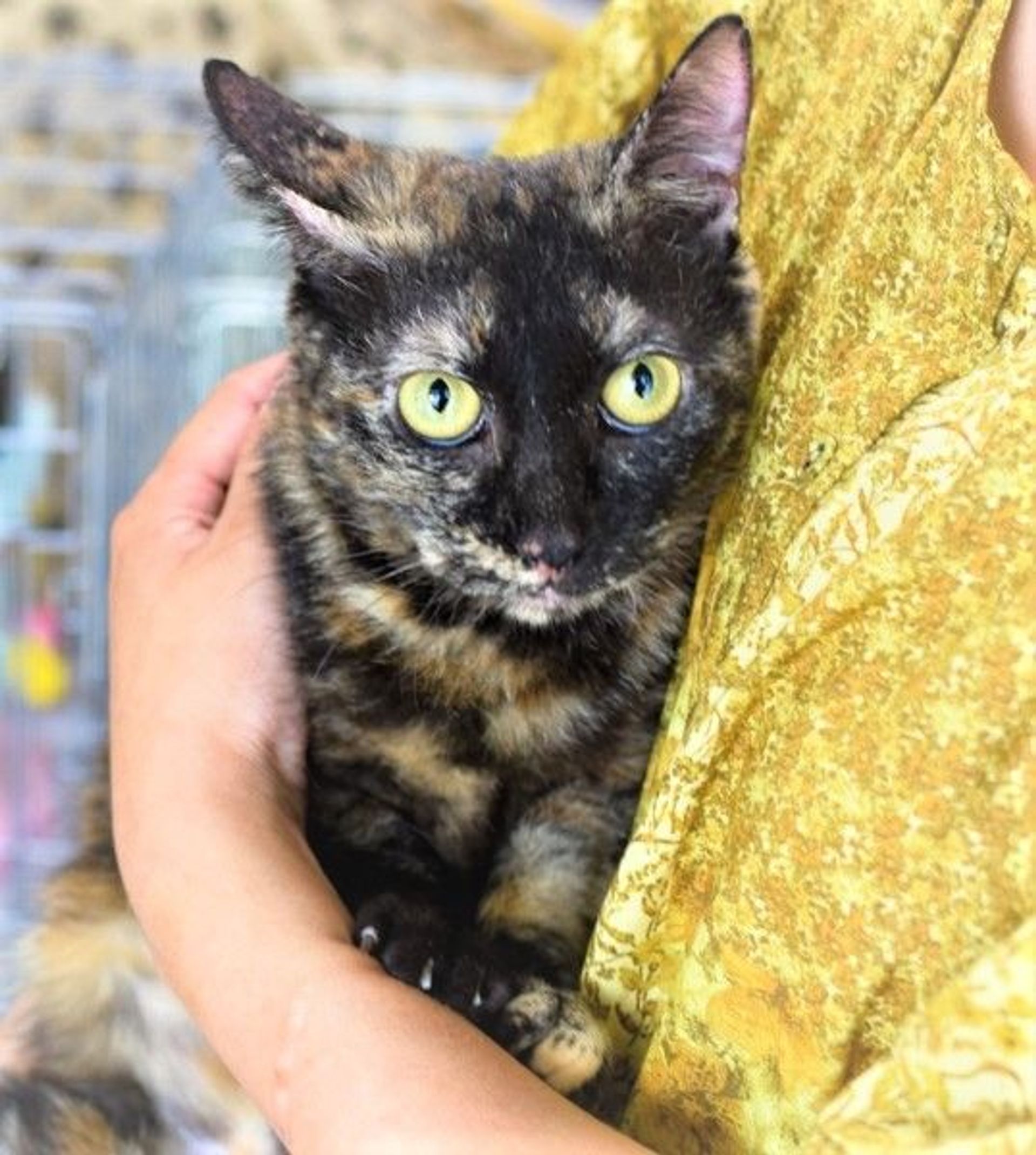 雑種（ミックス猫）・メスの里親募集の写真
