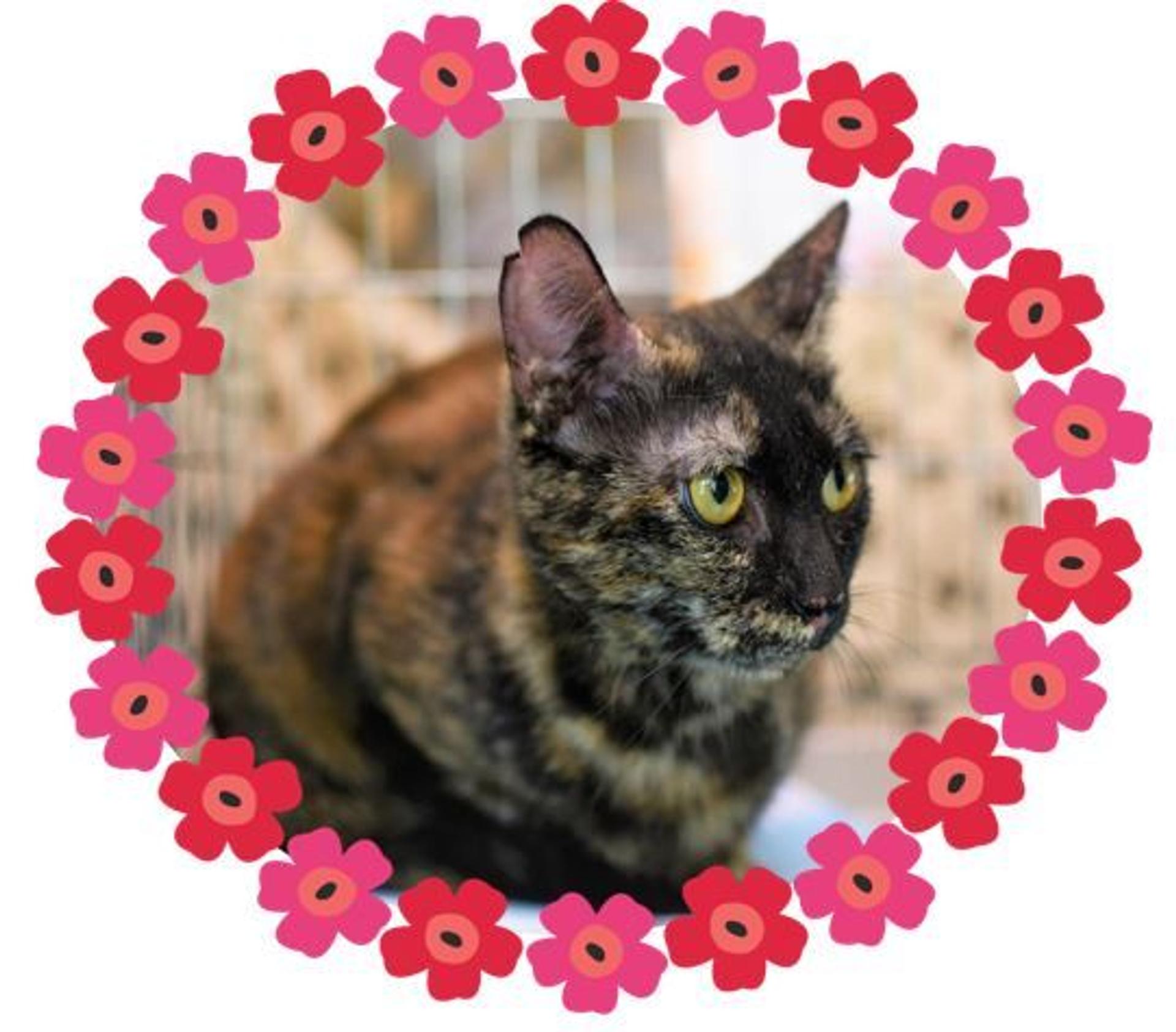 pet-image-3