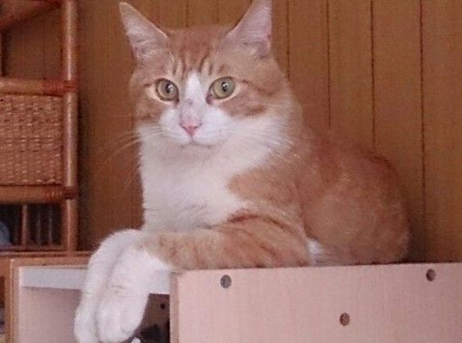 雑種（ミックス猫）・オスの里親募集の写真