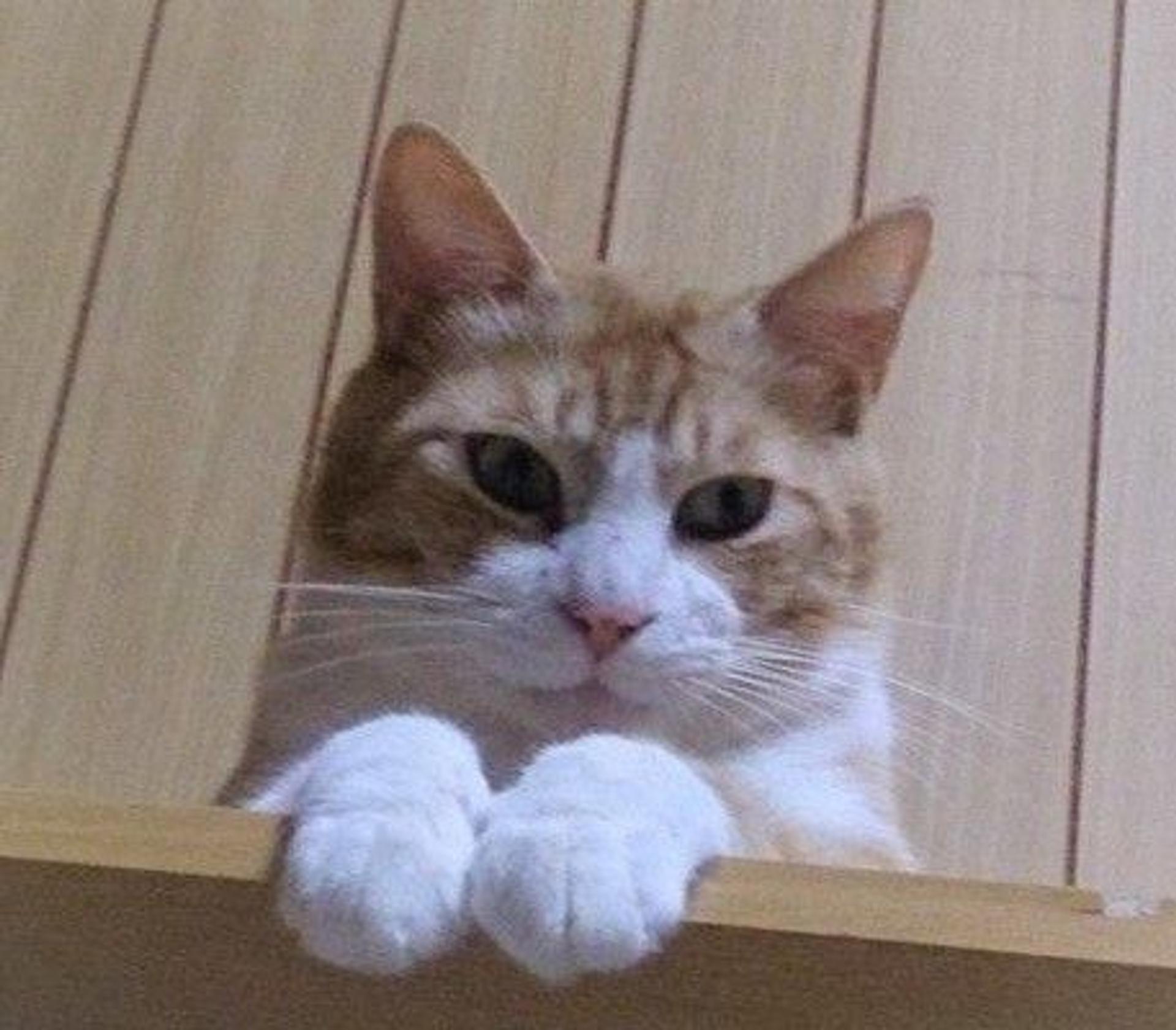pet-image-4