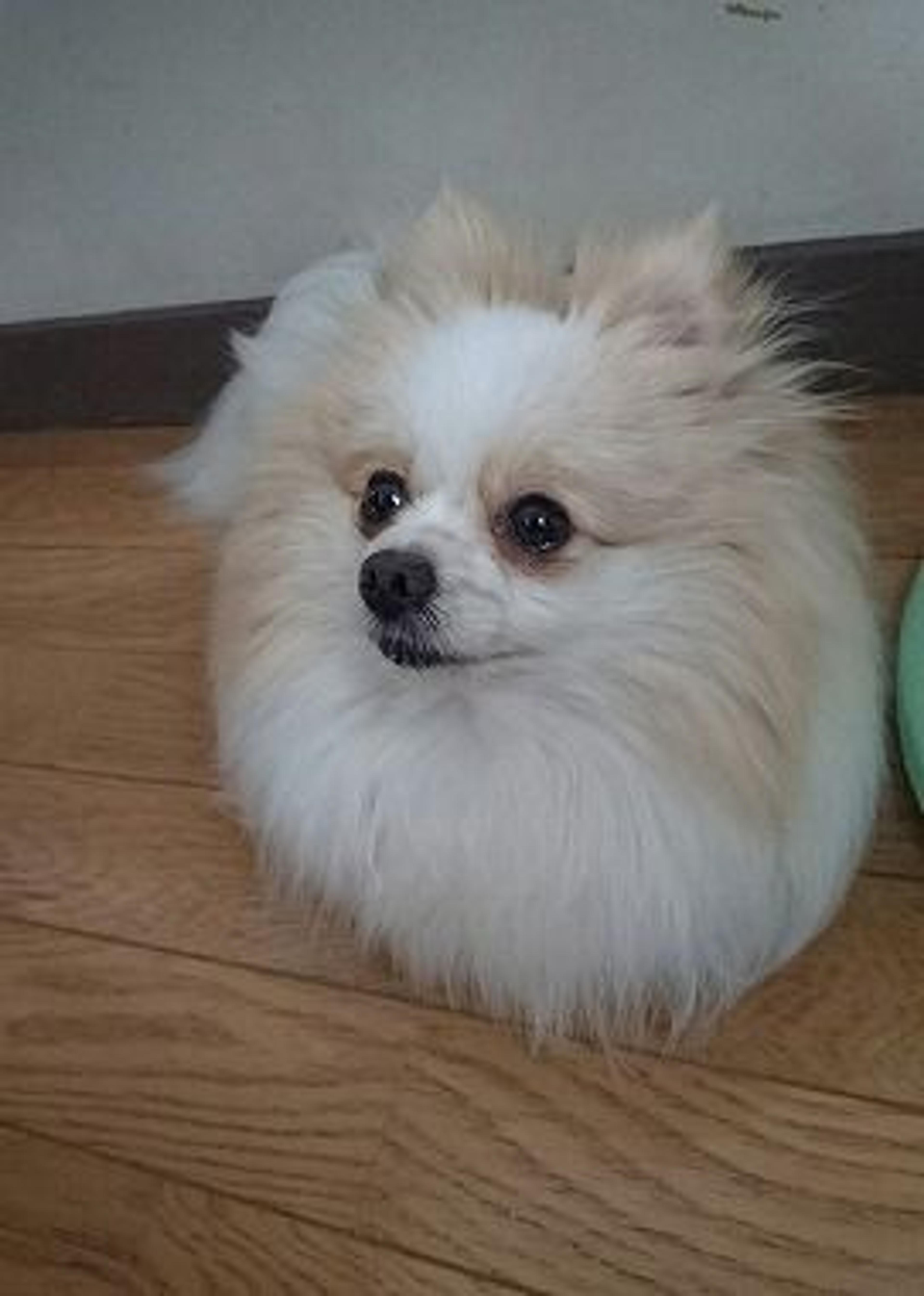 pet-image-2
