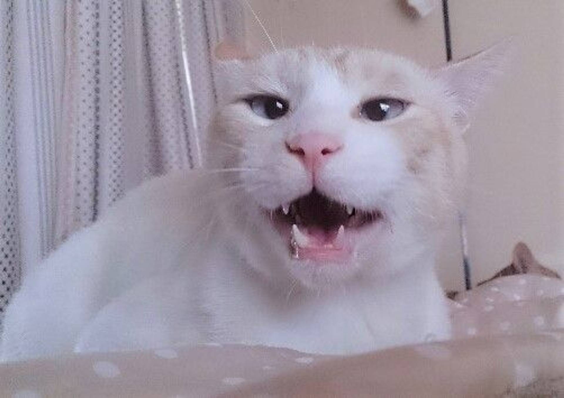 雑種（ミックス猫）・オスの里親募集の写真