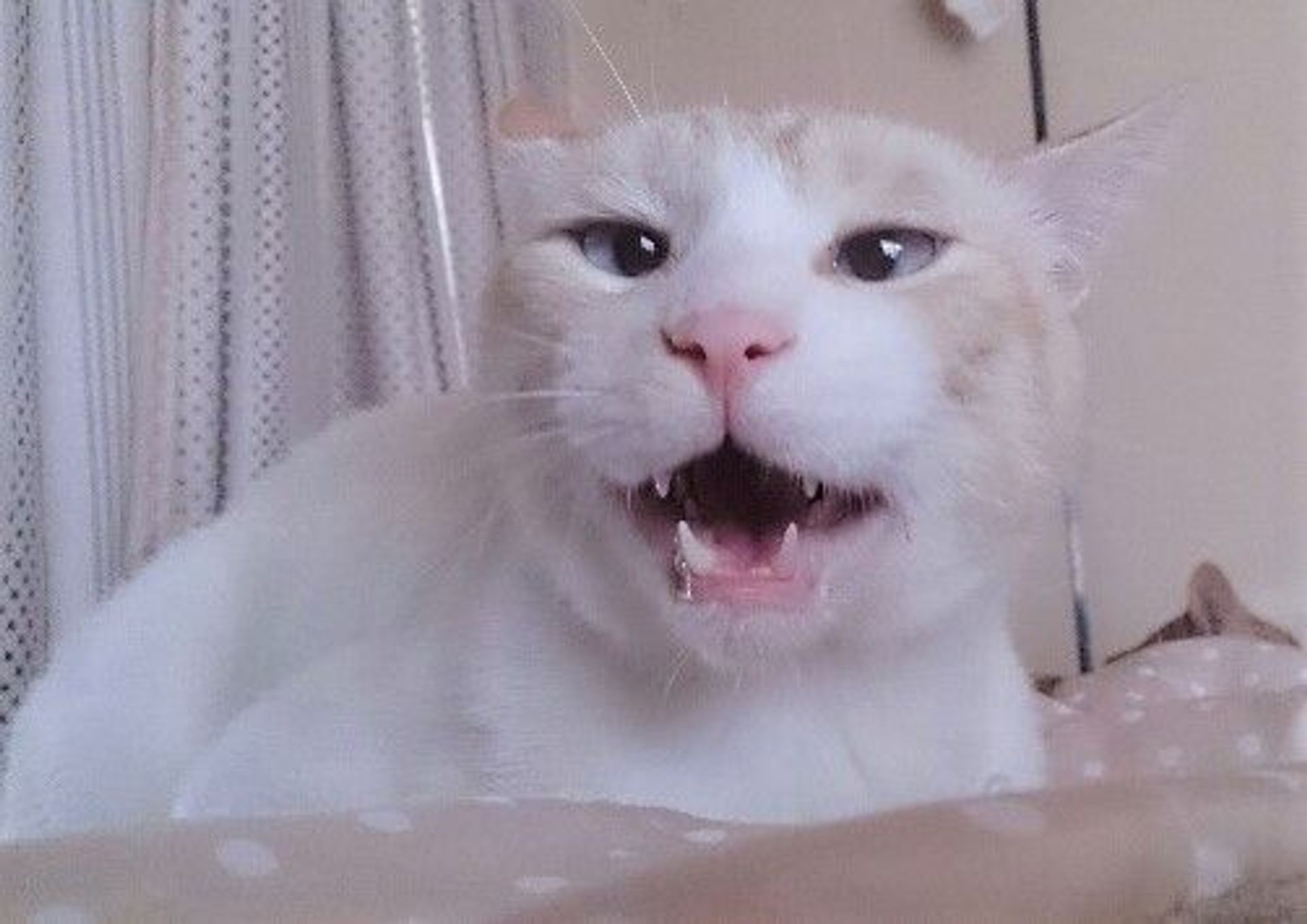 雑種（ミックス猫）・オスの里親募集の写真