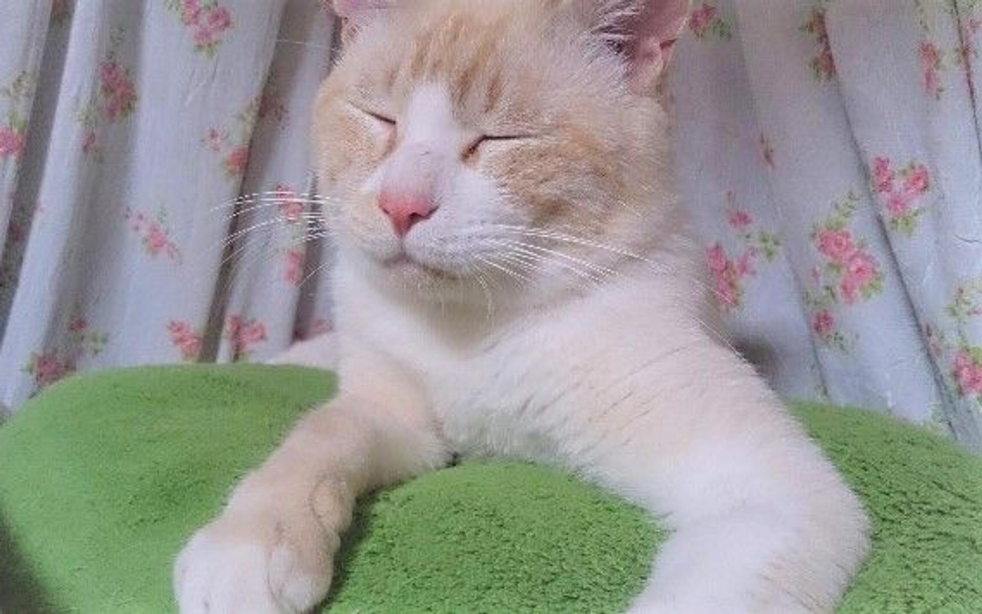 pet-image-3