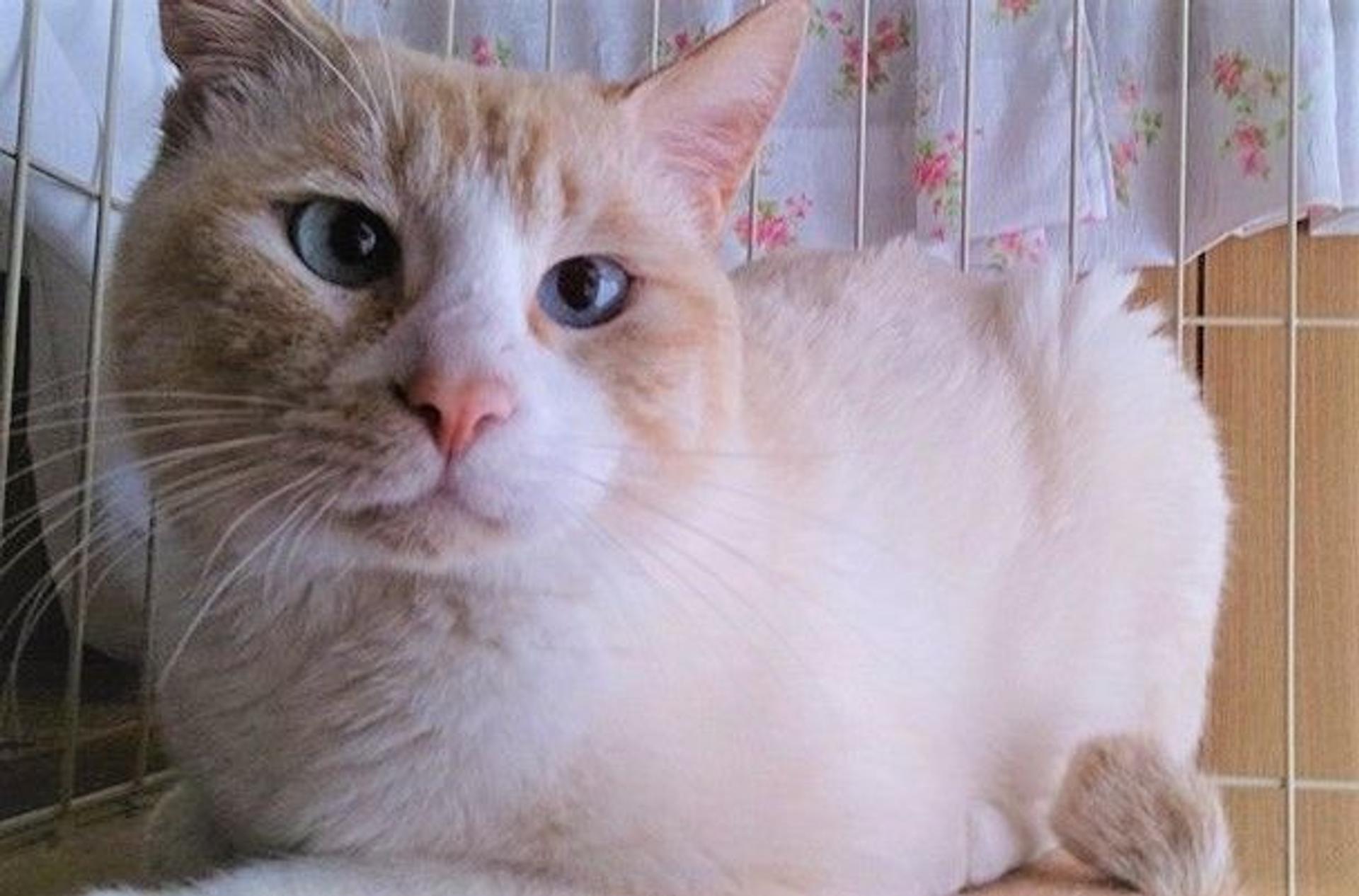 pet-image-4