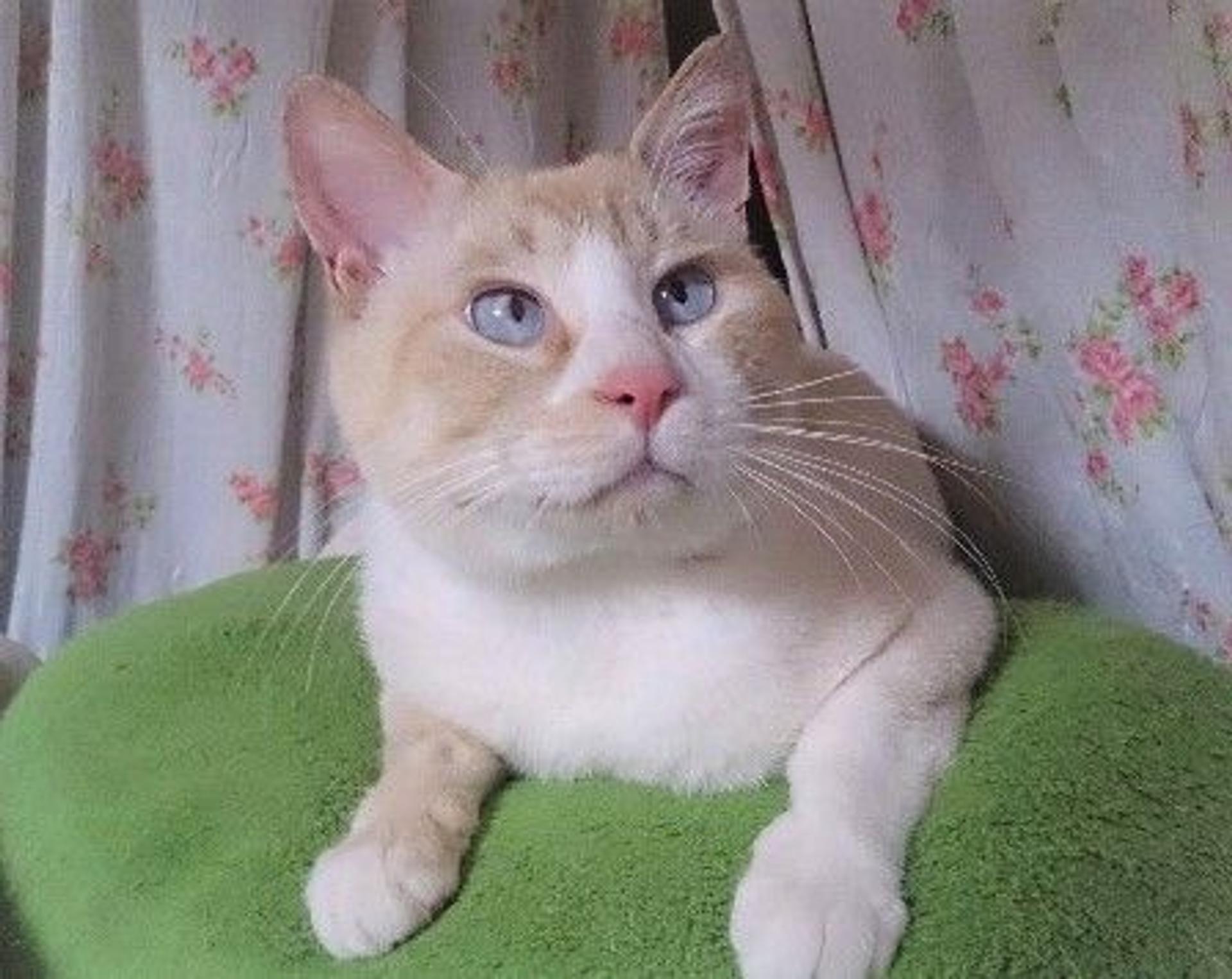 pet-image-6