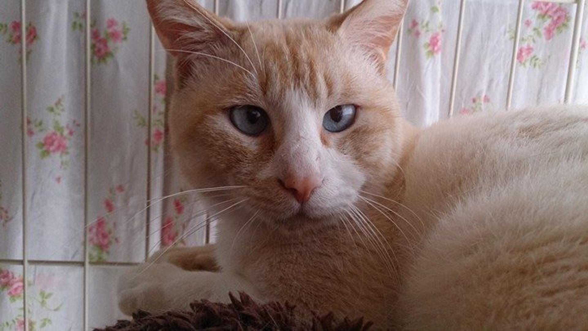 pet-image-7