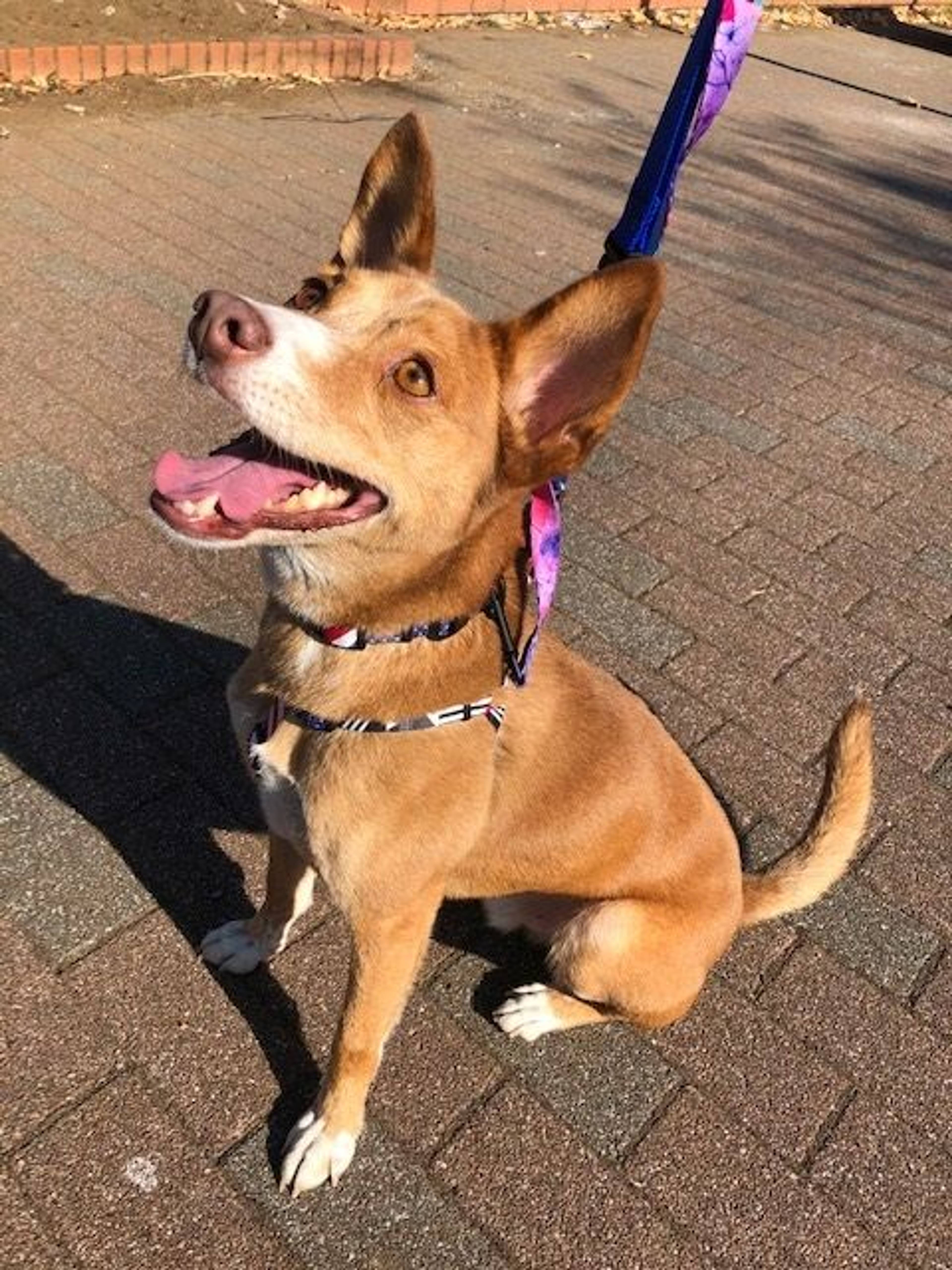 雑種（ミックス犬）・オスの里親募集の写真