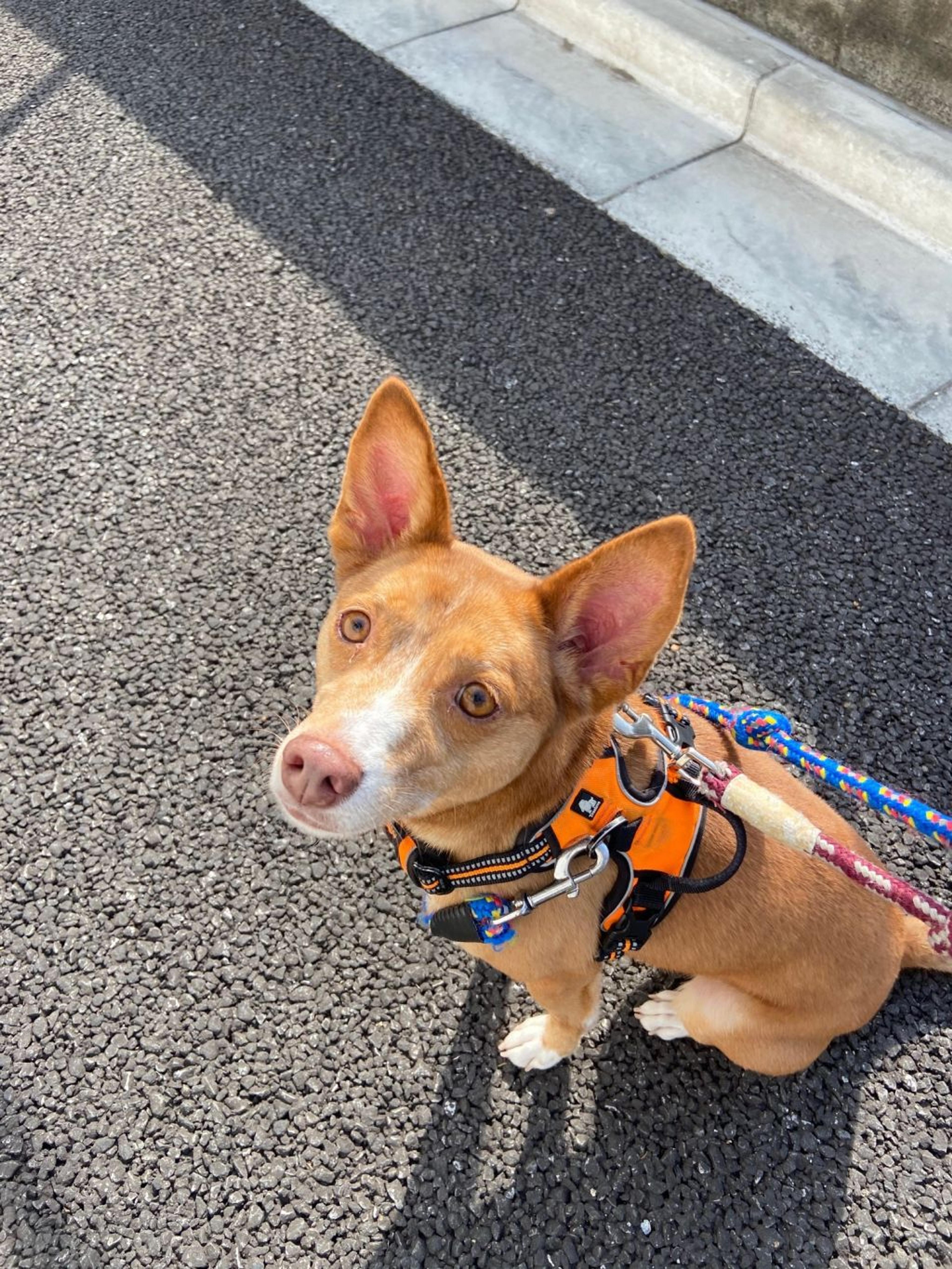 pet-image-6