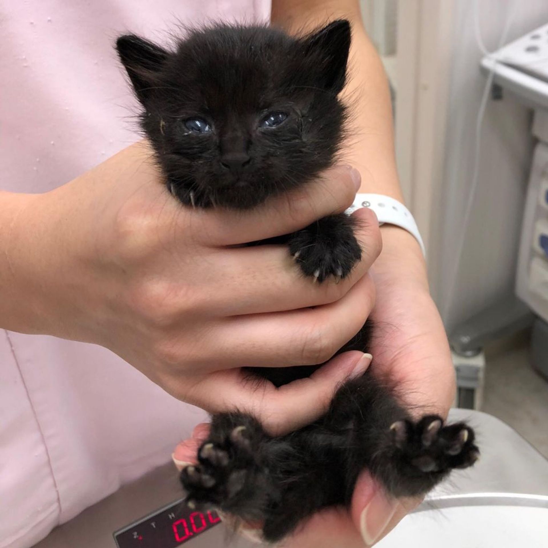 雑種（ミックス猫）・メスの里親募集の写真