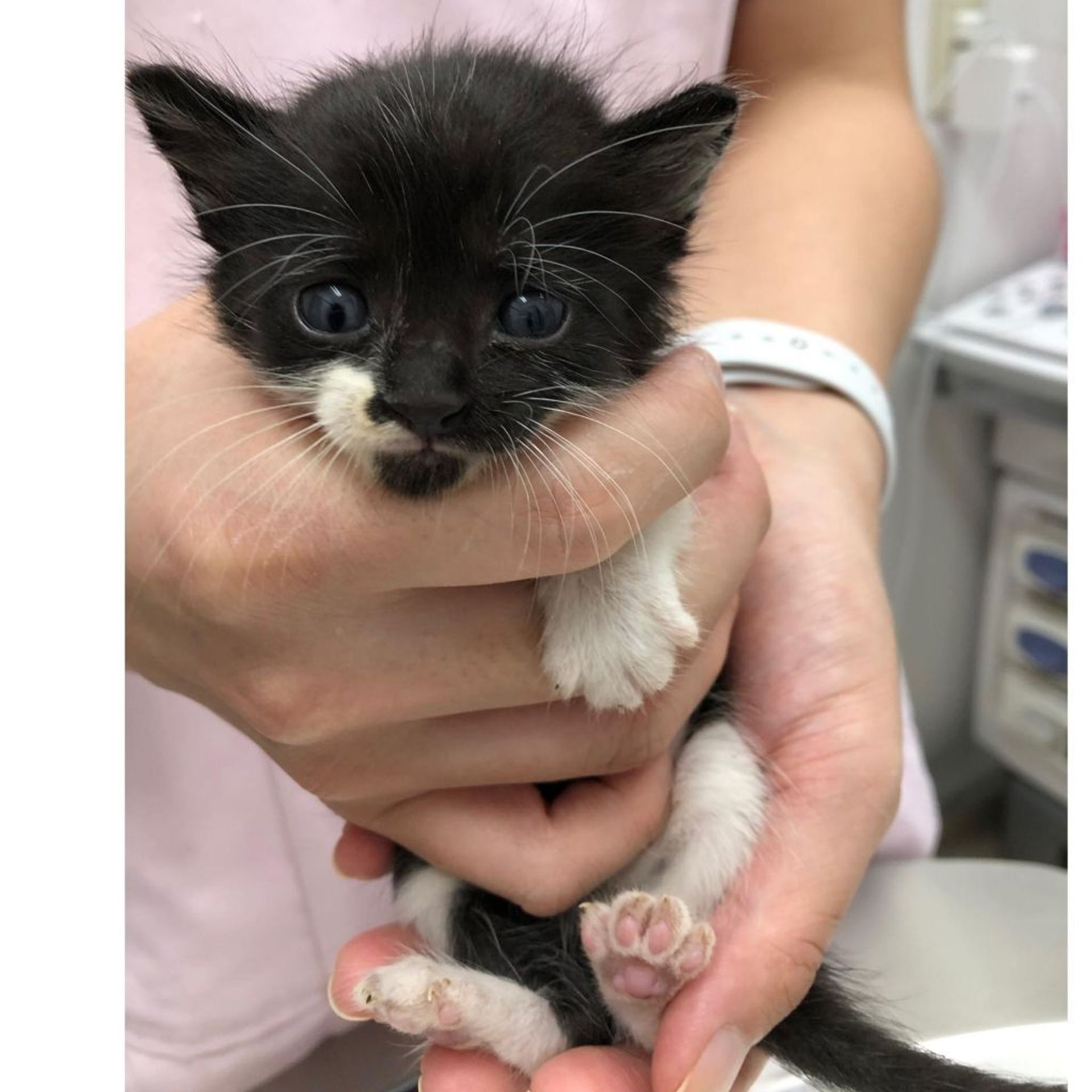 雑種（ミックス猫）・メスの里親募集の写真